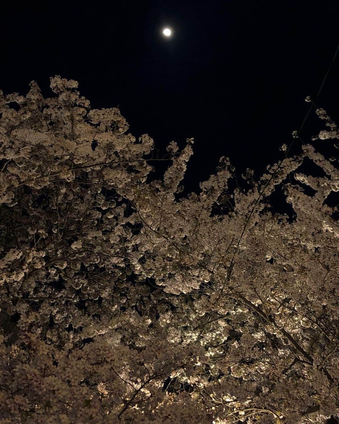 ウィ・ソンヒさんのインスタグラム写真 - (ウィ・ソンヒInstagram)「낮도 예쁘고 밤도 예쁘구 🌸」4月3日 19時08分 - _seong_hee
