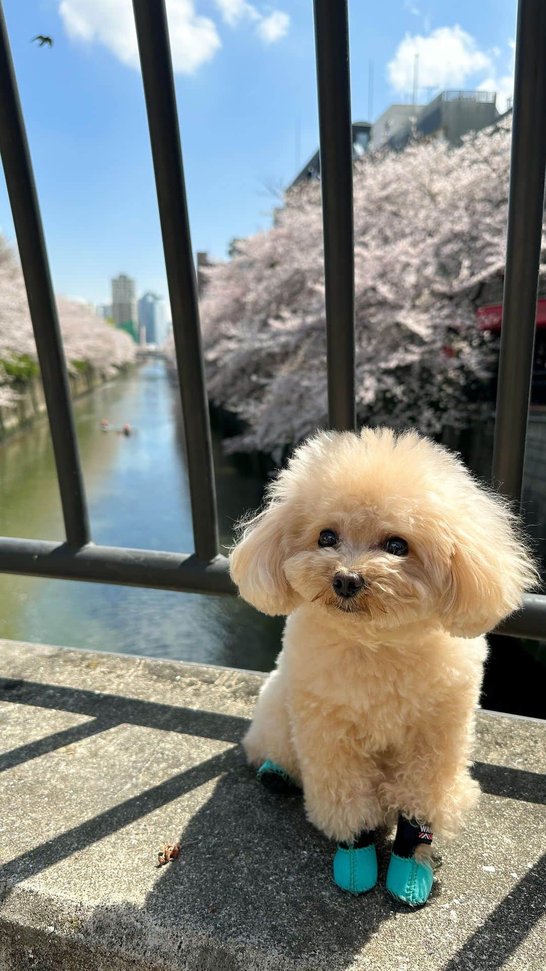 くるみたんのインスタグラム：「さくらのかんさちゅたいちてたよ🌸  #今年はちょっと早めの満開だったね #春だね #目黒川 #桜 #六本木混ざってるけど #来年は遠出してお花見したい  #超予約困難犬 #プードル #トイプードル #ティーカッププードル #犬 #ふわもこ部  #犬バカ部 #アプリコット #パピー #ペット #poodle #toypoodle #teacuppoodle #dog #dogstagram #instadog #puppy #tokyo #くるみたん」