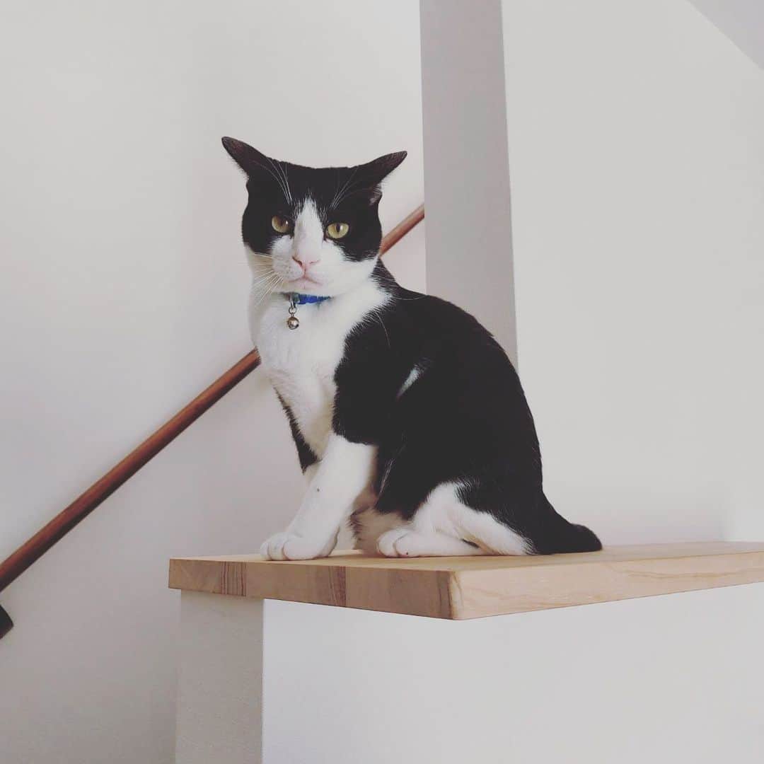のインスタグラム：「はじめての長期お泊まり🐱  #dtのオフ」