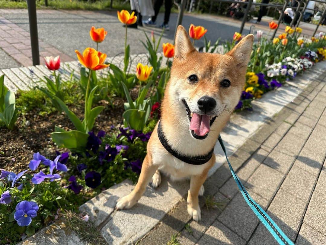 椎名歩美のインスタグラム：「桜もきれいだけど チューリップも綺麗だね🌷  かわいい笑顔だ☺️🤍  #愛犬との暮らし#もうすぐ3歳」