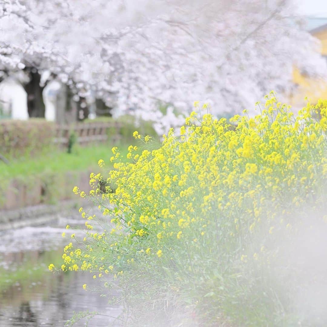 kiccyomuさんのインスタグラム写真 - (kiccyomuInstagram)「☀️ 2023.04.03 Mon #氷川女體神社  この近くの公園では、 たくさんの #桜 🌸が咲いていて のんびり花見をされてました😊 一緒に #菜の花 も咲き、 春らしい光景に癒され📸  今日は天気が良いけど 風が強い💦 今日の桜吹雪は凄そう😅  location #埼玉 ❣️ 📷撮影 2023年3月27日」4月3日 19時26分 - kiccyomu