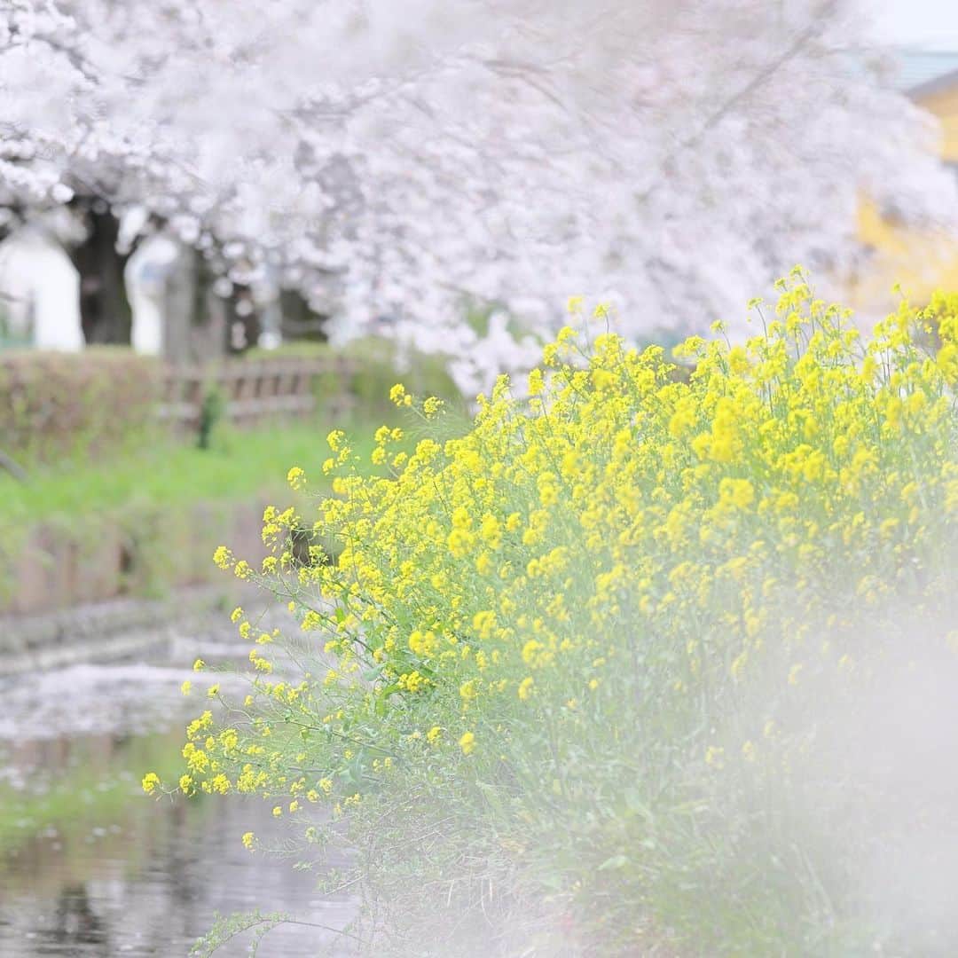 kiccyomuのインスタグラム：「☀️ 2023.04.03 Mon #氷川女體神社  この近くの公園では、 たくさんの #桜 🌸が咲いていて のんびり花見をされてました😊 一緒に #菜の花 も咲き、 春らしい光景に癒され📸  今日は天気が良いけど 風が強い💦 今日の桜吹雪は凄そう😅  location #埼玉 ❣️ 📷撮影 2023年3月27日」