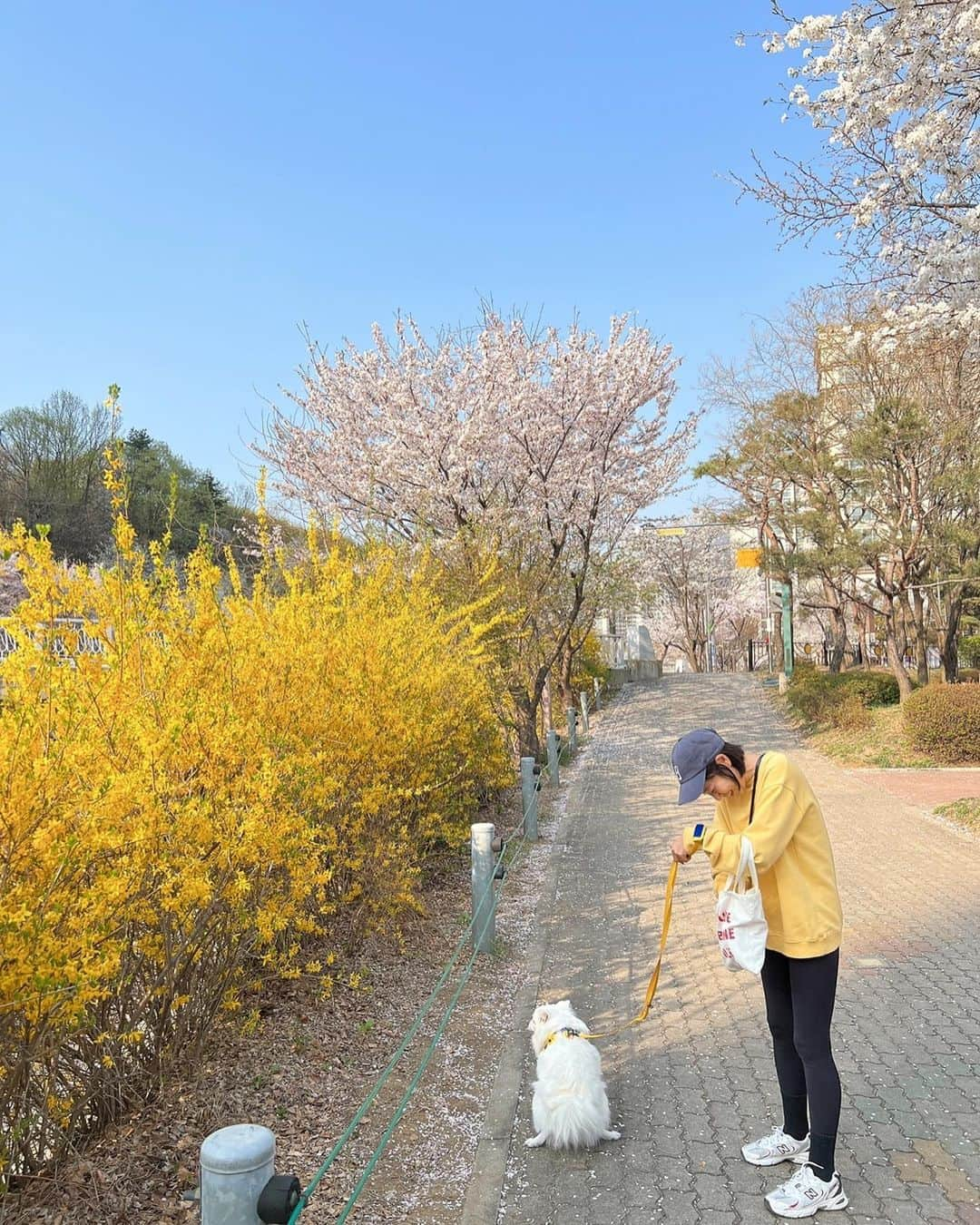 ハ・シウンのインスタグラム：「오늘도 꽃구경🌸  #꽃나무아래서급신호 #너를찍겠다는열정」