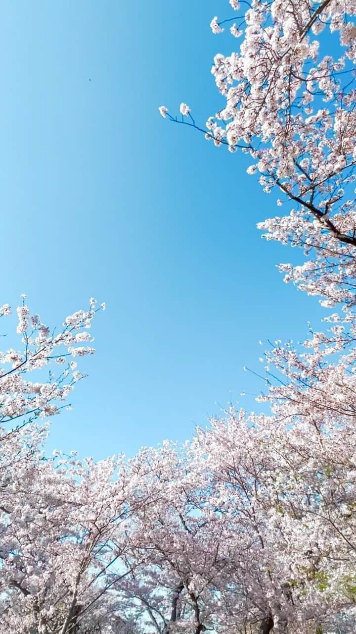 メグのん♡ A k i k oのインスタグラム：「風と花」