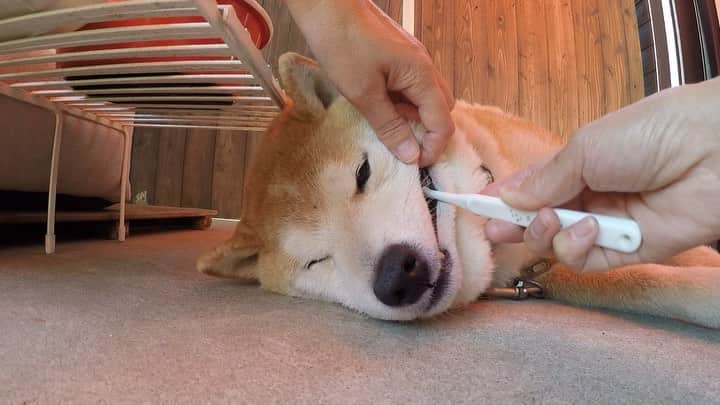 柴犬 たろのインスタグラム：「🪥今日はタロちゃんの歯磨きシーンを撮ってみました🎥👉右にスワイプしてね🧡 ①とにかく寝てます🫠 ②へそ天歯磨き ③歯石も取れます🦷 ④この後耳掃除だよ  ちなみに今日、初めてパナソニックの  #ジェットウォッシャー  をしましたが、寝てました🥴  何ごとにも動じない男前のタロちゃんです🌸 ☀︎ 歯茎の膿は、今、抗生剤飲んでるので止まってるよ🙄 ❄︎ #ミガケンデ 超柔らか歯ブラシ #須崎動物病院 マウスオッシュ、クマ笹エキス、乳酸菌パウダー #なんでも試してみるタイプ  #shibainu #柴犬」