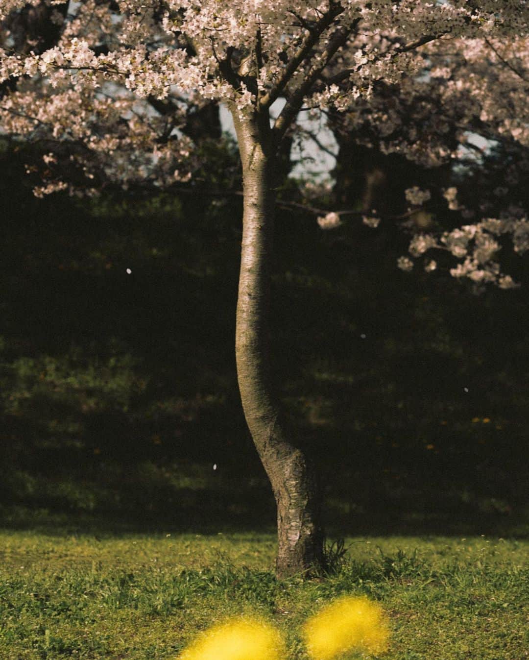 _msy_tのインスタグラム：「Cherry blossom, 2023.」