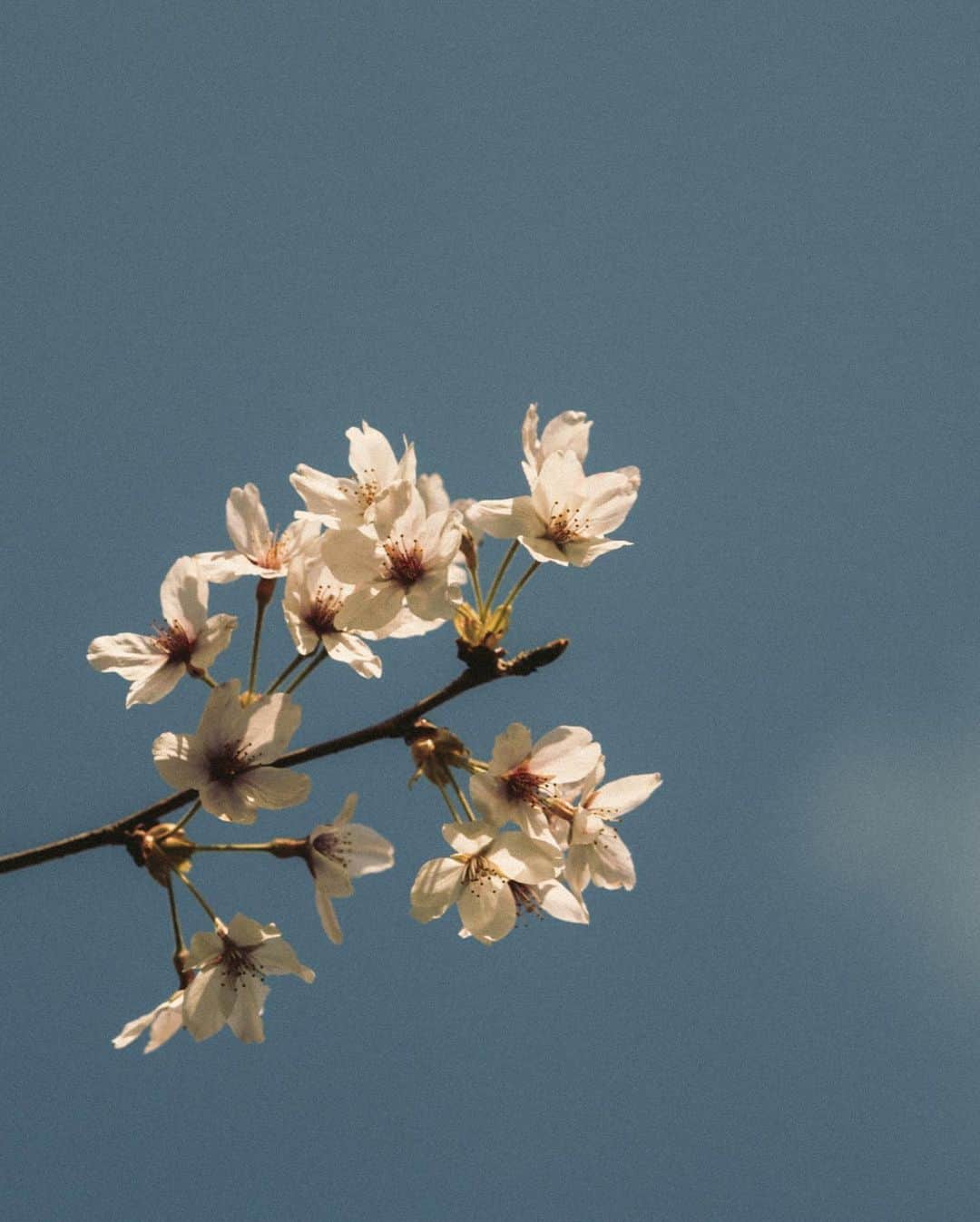 _msy_tさんのインスタグラム写真 - (_msy_tInstagram)「Cherry blossom, 2023.」4月3日 19時40分 - masaya_takigawa