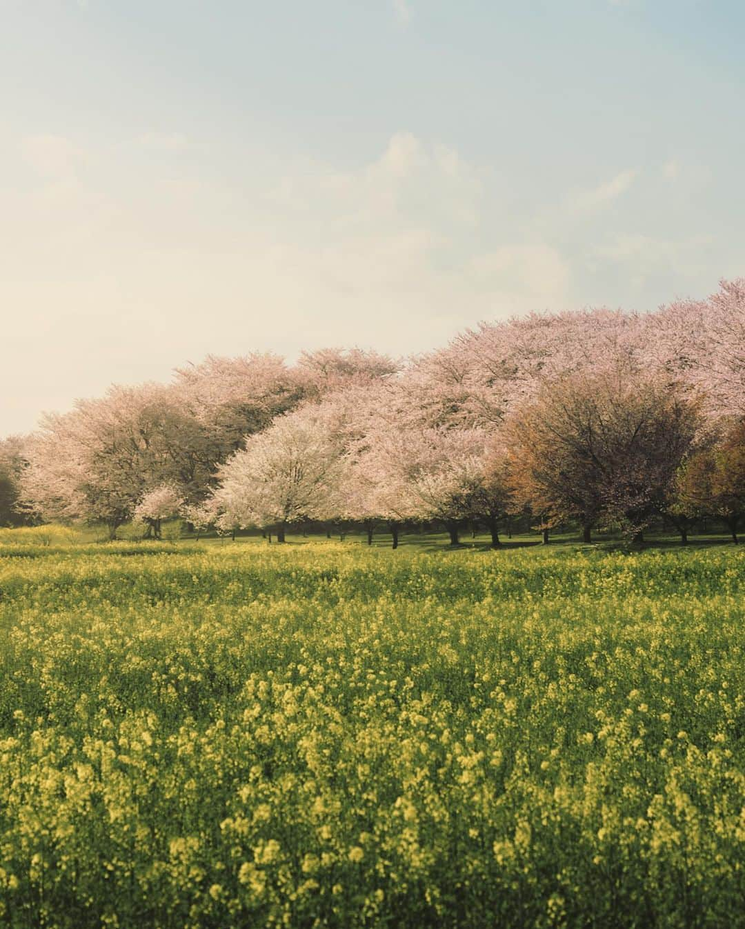 _msy_tさんのインスタグラム写真 - (_msy_tInstagram)「Cherry blossom, 2023.」4月3日 19時40分 - masaya_takigawa