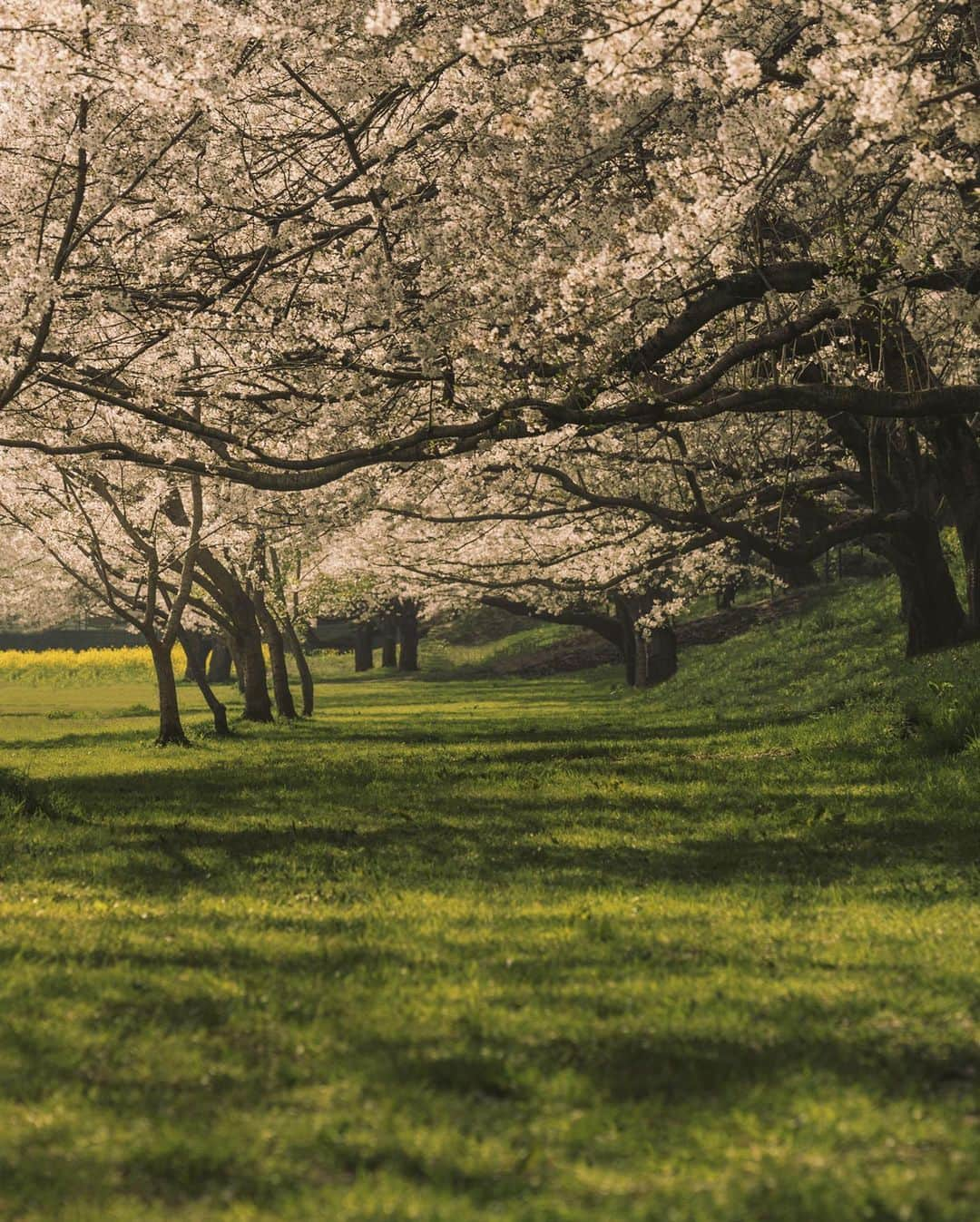 _msy_tさんのインスタグラム写真 - (_msy_tInstagram)「Cherry blossom, 2023.」4月3日 19時40分 - masaya_takigawa