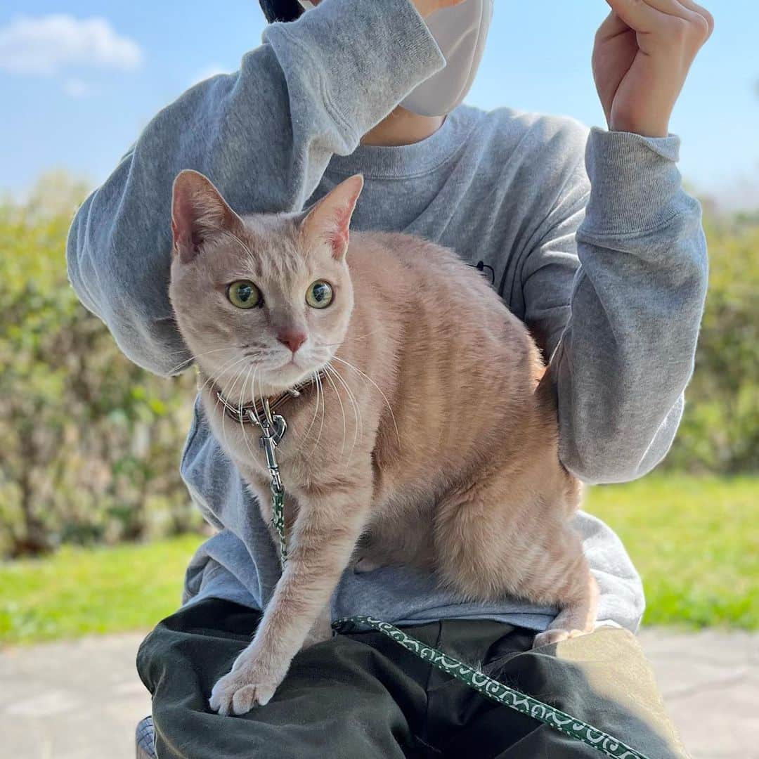 ひのき猫さんのインスタグラム写真 - (ひのき猫Instagram)「息子とお散歩デートしたひのきです(*´艸`)」4月3日 19時44分 - hinoki.cute.kitten