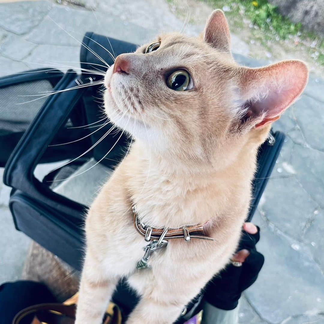 ひのき猫さんのインスタグラム写真 - (ひのき猫Instagram)「息子とお散歩デートしたひのきです(*´艸`)」4月3日 19時44分 - hinoki.cute.kitten