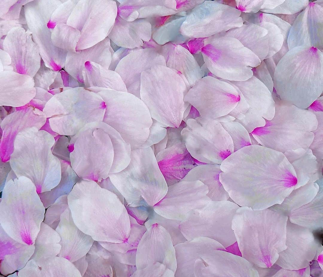 澤田友美のインスタグラム：「はーと🫰🏻🌸の花びらの上で、 虫になってねてみたい🌸😍🐛 . . #cherryblossom」