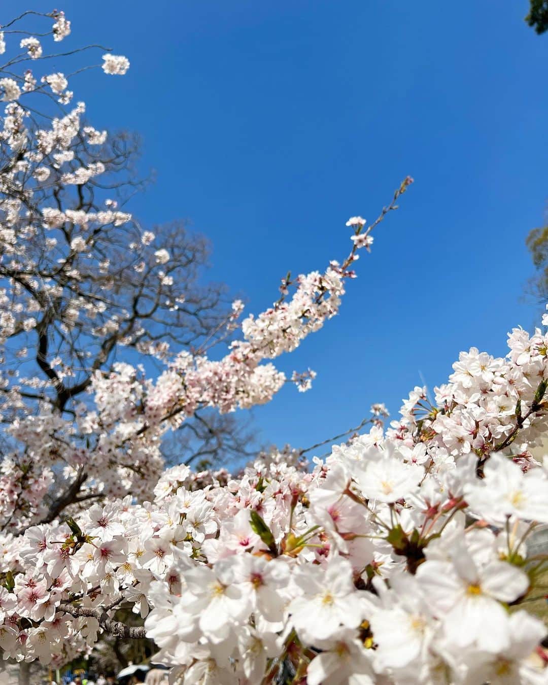 林香里さんのインスタグラム写真 - (林香里Instagram)「毎日のようにお花見｡❀ 𓂃𓈒𓏸 一瞬で散ってしまって儚いけど本当に綺麗🥺🌸  #お花見#桜#cherryblossom」4月3日 19時47分 - kaori_hayashi1203