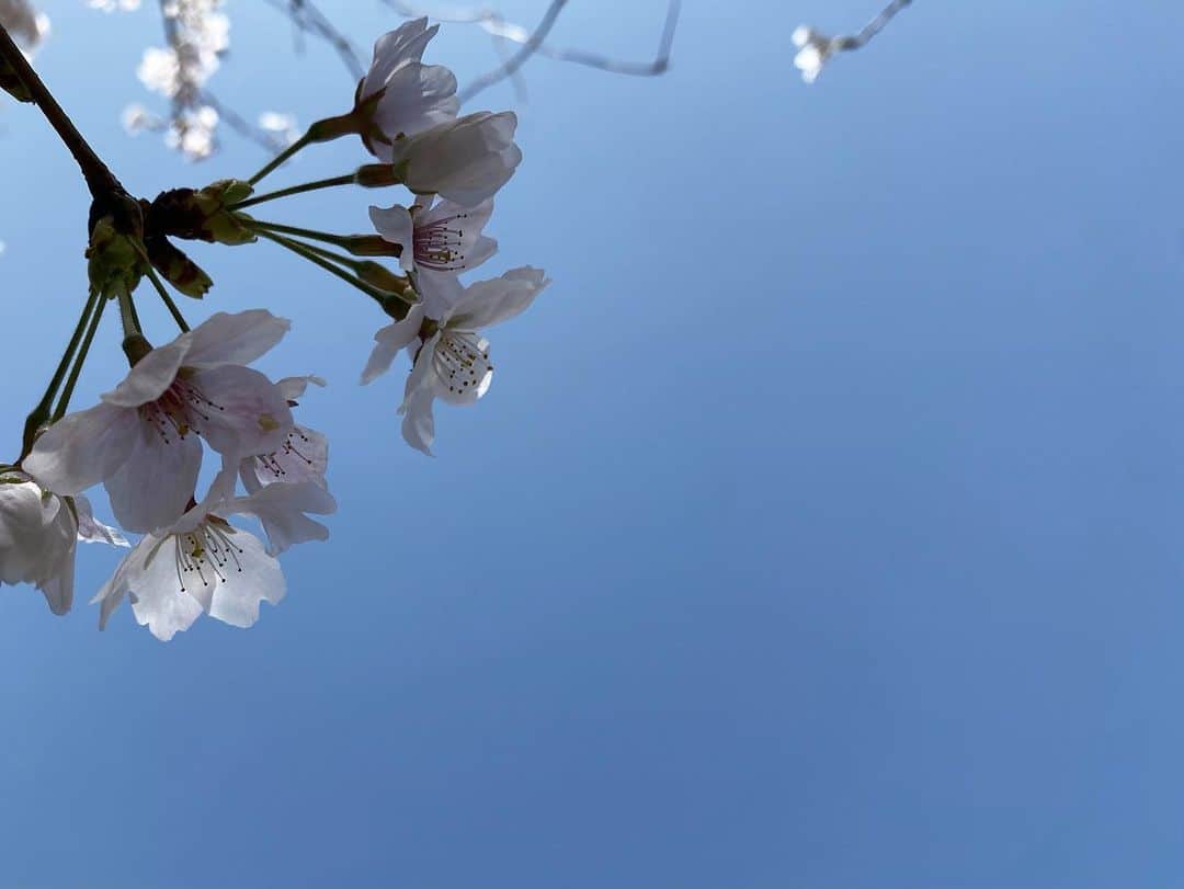maiのインスタグラム：「お花見こそ 行けなかったけど 通勤途中や 次男が新しく通う学校、 父ちゃんからの帰り道の夜桜。 今年も 桜にたくさん癒された。 ありがとう。また来年。」