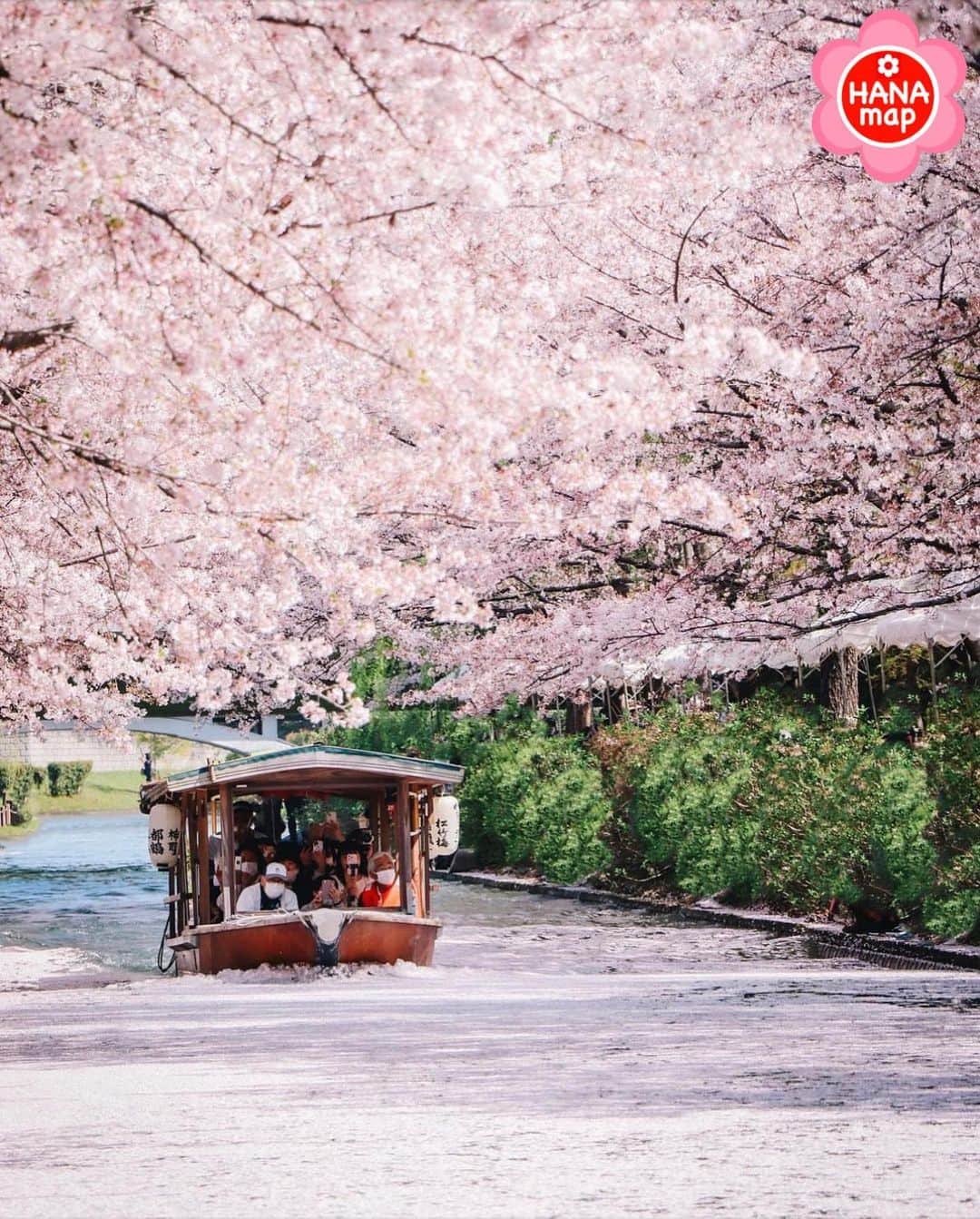 はなまっぷ❁日本の花風景さんのインスタグラム写真 - (はなまっぷ❁日本の花風景Instagram)「🌸はなまっぷの桜まつり🌸 * @mayujan19 さんの 桜に花まるを💮 * 見事に咲き誇る美しい日本の桜をありがとうございます😊🌸 * #京都　#伏見十石舟 Fushimi, Kyoto. * 🌼桜の花言葉📝🌼 精神の美 * ※見頃が過ぎている名所もご紹介させていただいています。 * 🌸•••🌸•••🌸•••🌸•••🌸•••🌸 * いつも素敵なお花をありがとうございます😊 #はなまっぷ #日本の美しい花風景#花のある風景#花#花言葉#花畑#春#花#桜#サクラ#花見#お花見#お花見スポット#sakura#cherryblossom#cherryblossoms#絶景#ソメイヨシノ#染井吉野#花筏#伏見区#風景 * 🌸••••••お知らせ••••••🌸 * 花風景検索サイト　はなまっぷ https://hanamap.com 🔍「はなまっぷ」または @hanamap プロフィール欄から ぜひご覧ください * 📖🌸📖🌸📖🌸📖🌸📖 四季の花々を訪ねていきたい にっぽんの花地図 好評発売中📘 📖🌸📖🌸📖🌸📖🌸📖」4月3日 19時57分 - hanamap