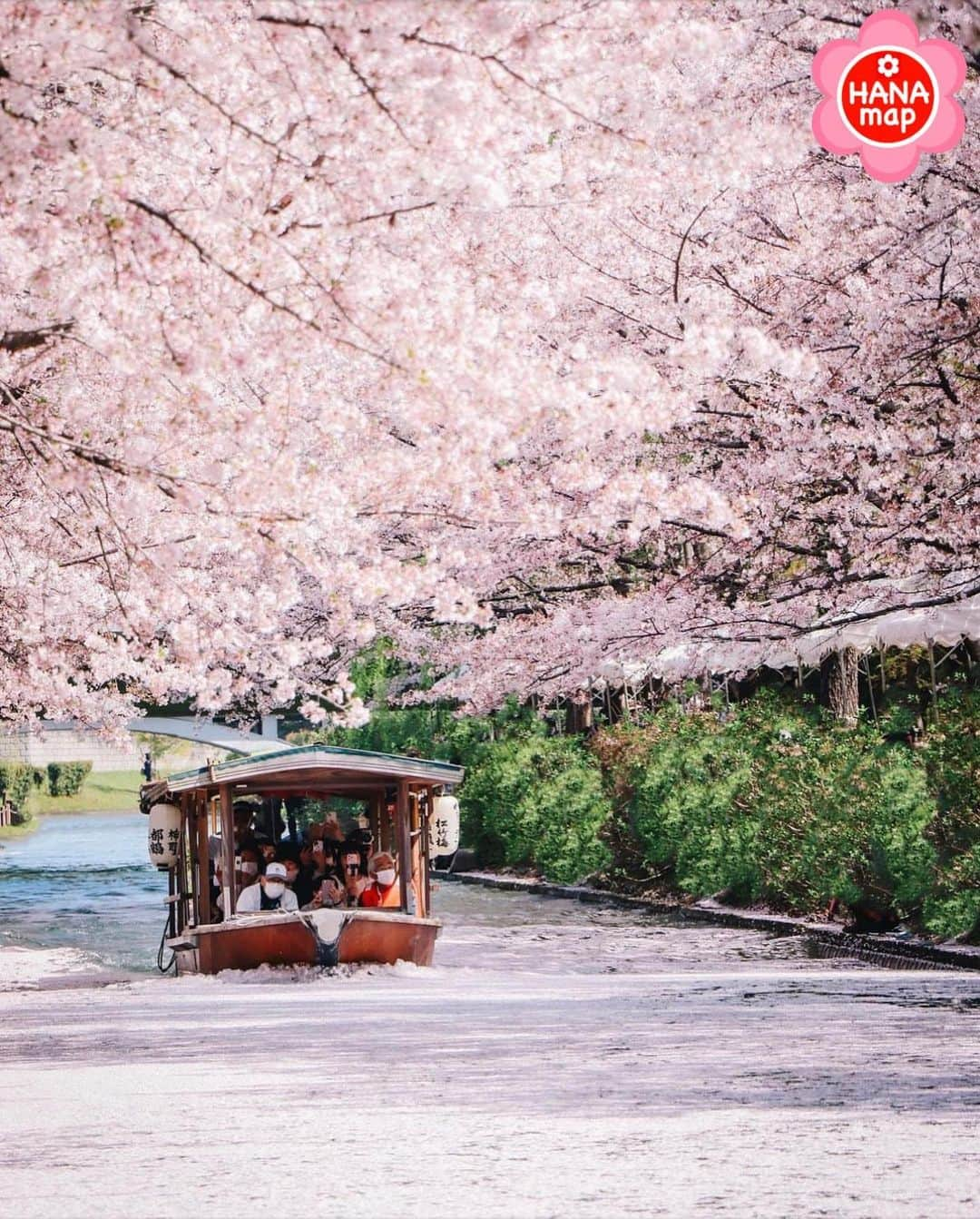 はなまっぷ❁日本の花風景のインスタグラム