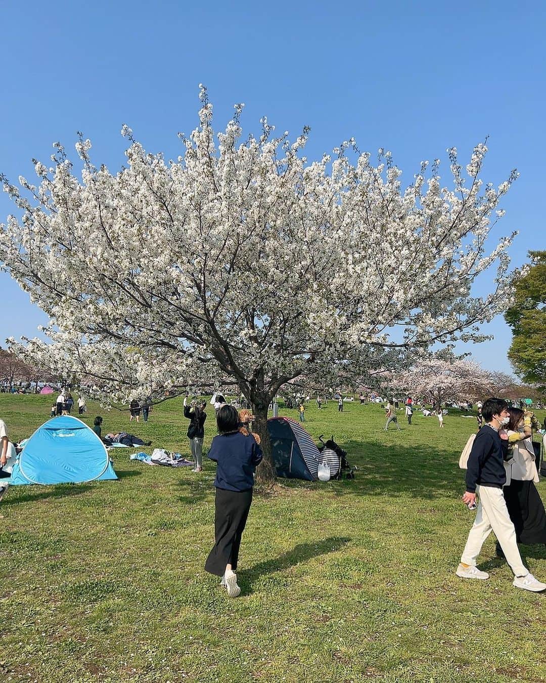 日下裕江さんのインスタグラム写真 - (日下裕江Instagram)「滑り込みセーフ？  もう花がちらほら散ってたけれど、 桜綺麗でした🌸  コロナが落ち着いて 人が溢れかえっているので、 都心部から離れた 『舎人公園』に行って来たょ♪  喉がで落ち着いていて 公園も凄く広いし、 何よりもロルが楽しそうにしてたから良かった🐶✨  人混みだとロルが踏み潰されそうになって歩けないからね〜🐩  今年もお花見満喫できて良かった🌸  癒しの時間でした❀.*･ﾟ  #舎人公園 #桜 #お花見 #花見 #お花見スポット #春 #快晴 #暖かい」4月3日 20時02分 - hiroe___h