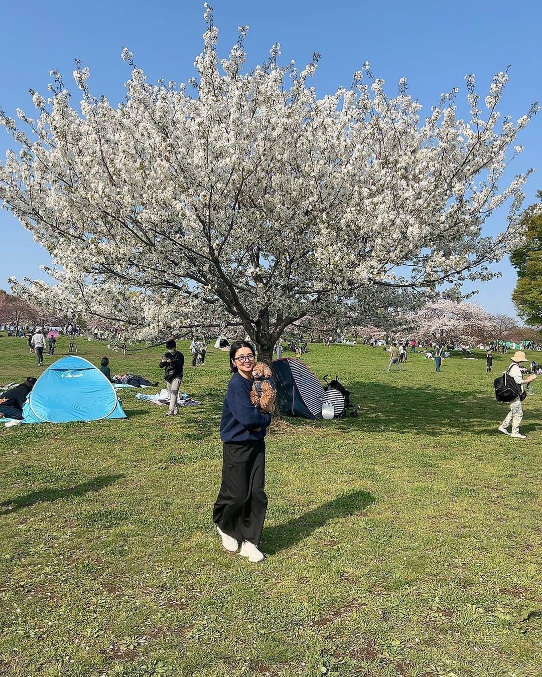 日下裕江さんのインスタグラム写真 - (日下裕江Instagram)「滑り込みセーフ？  もう花がちらほら散ってたけれど、 桜綺麗でした🌸  コロナが落ち着いて 人が溢れかえっているので、 都心部から離れた 『舎人公園』に行って来たょ♪  喉がで落ち着いていて 公園も凄く広いし、 何よりもロルが楽しそうにしてたから良かった🐶✨  人混みだとロルが踏み潰されそうになって歩けないからね〜🐩  今年もお花見満喫できて良かった🌸  癒しの時間でした❀.*･ﾟ  #舎人公園 #桜 #お花見 #花見 #お花見スポット #春 #快晴 #暖かい」4月3日 20時02分 - hiroe___h