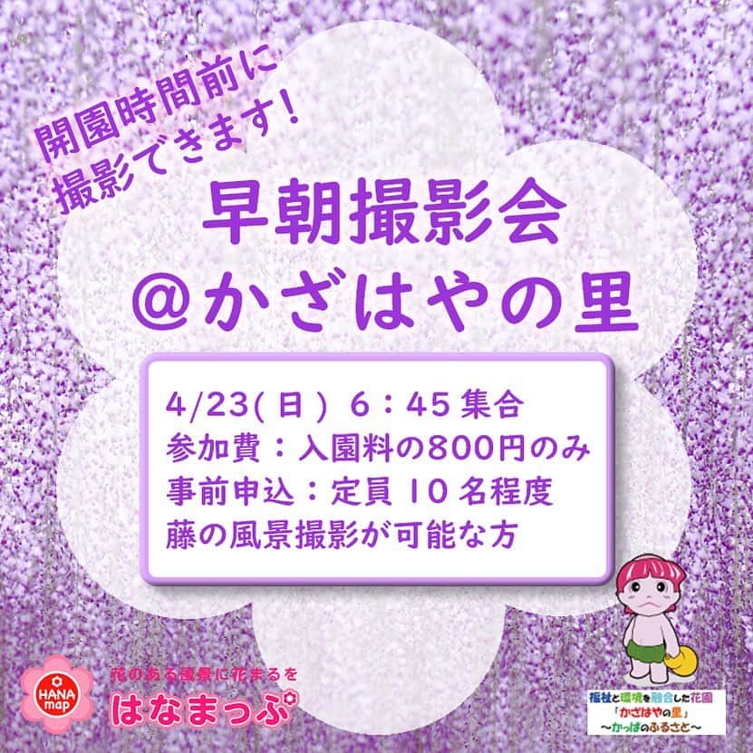のインスタグラム：「※募集は終了しています  かざはやの里（@kazahayanosato）さんにて 藤の早朝撮影会を開催します。開園前に特別に撮影させていただきます。花風景の撮影が好きな方、ご参加お待ちしています。  かざはやの里 三重県津市戸木町4096 🚗東名阪自動車道「関I.C」～伊勢自動車道「久居I.C」より車で5分  日時🌸　4/23（日）6:45から9:00頃まで 集合場所🌸　6:45かざはやの里　入り口前 対象🌸　園内の藤の風景を撮影可能な方 定員🌸 10名ほど（要事前申込　4/9締切） 参加費🌸　入園料800円のみ 応募方法🌸　HP @hanamap のプロフィール欄よりご覧ください  ※応募多数の場合は誠に勝手ながらお写真等を拝見しての選考となります。ご参加いただける方へのみ4/11(火)までにご連絡させていただきますことご了承ください。 ※必須ではありませんが、当日撮影した藤の風景のお写真をSNS等で投稿していただけると嬉しいです。 ※メディア枠として特別に入園させていただくため、モデル撮影やマクロ撮影ご希望の方のご参加は今回は対象外とさせていただきます。 ※写真教室ではございませんのでご自身で撮影可能な方が対象です。 ※早朝のため最寄駅からも交通機関がございません。お車でのご来園をお願いいたします。車はないけど参加したい！という方は津駅周辺に前泊可能であれば、ひとまずご応募ください。  🌸開園前の撮影会、可能な施設様いらっしゃいましたらぜひお声がけいただけると嬉しいです。」
