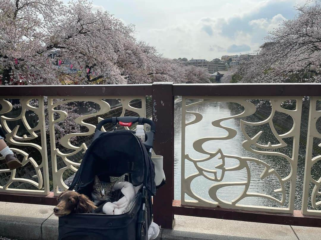 島村嬉唄のインスタグラム：「ポポチャオと またひとつ素敵な思い出できた 〜 🌸」