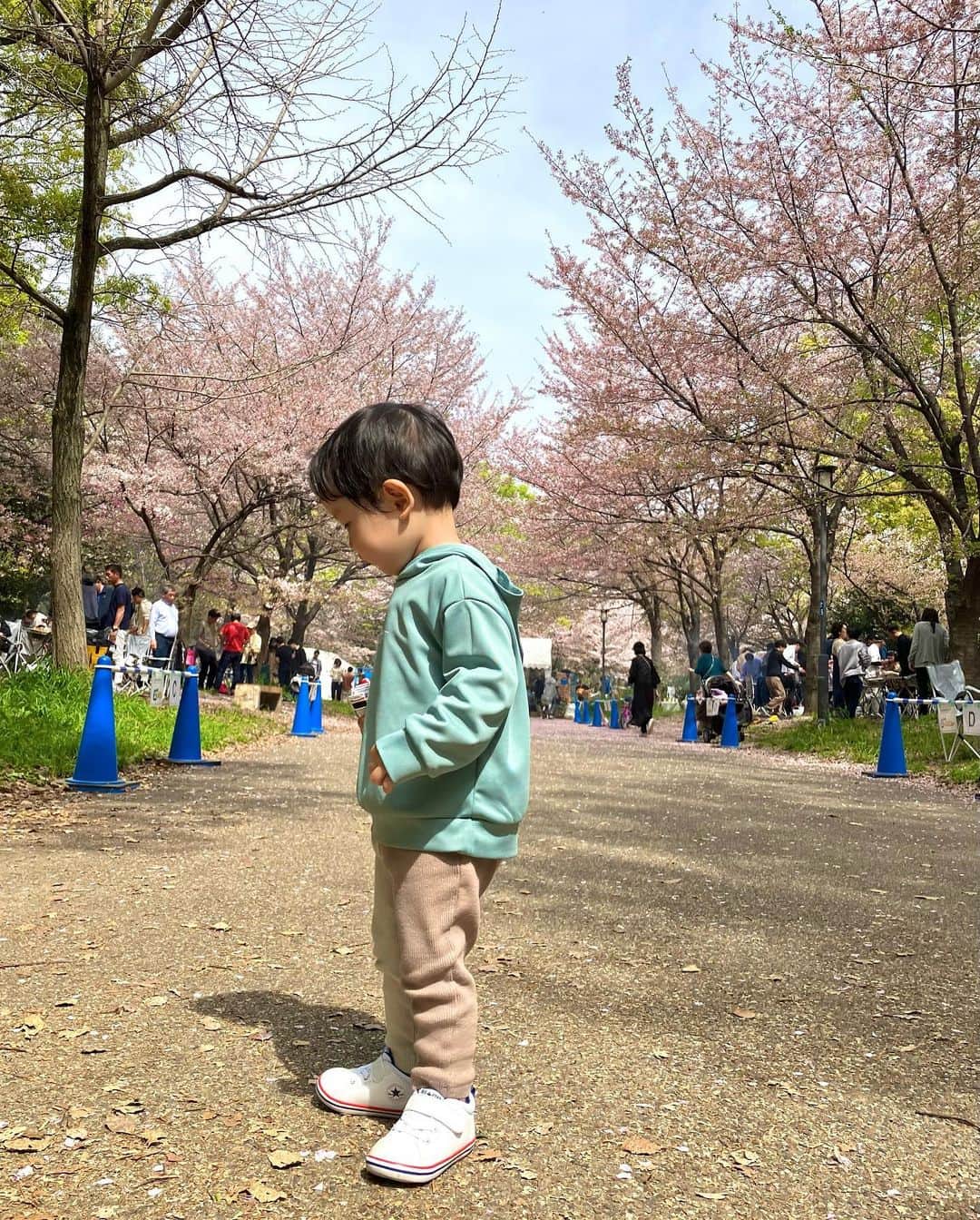 ハミ さんのインスタグラム写真 - (ハミ Instagram)「家族で桜を見に𓂃◌𓈒𓐍 とっても綺麗だった🌸  いくつになればもうちょっとじっとしていてくれる様になるんだろ？  食べてる間しか１箇所にとどまっていられない😂 しかも爆速で食べるから母はサンドイッチ2口で食べたよ😇  次男ずり這い始まってさらに慌ただしさが増してる我が家です‪👯  #桜#お花見#大阪城公園#🌸」4月3日 20時12分 - hami0519