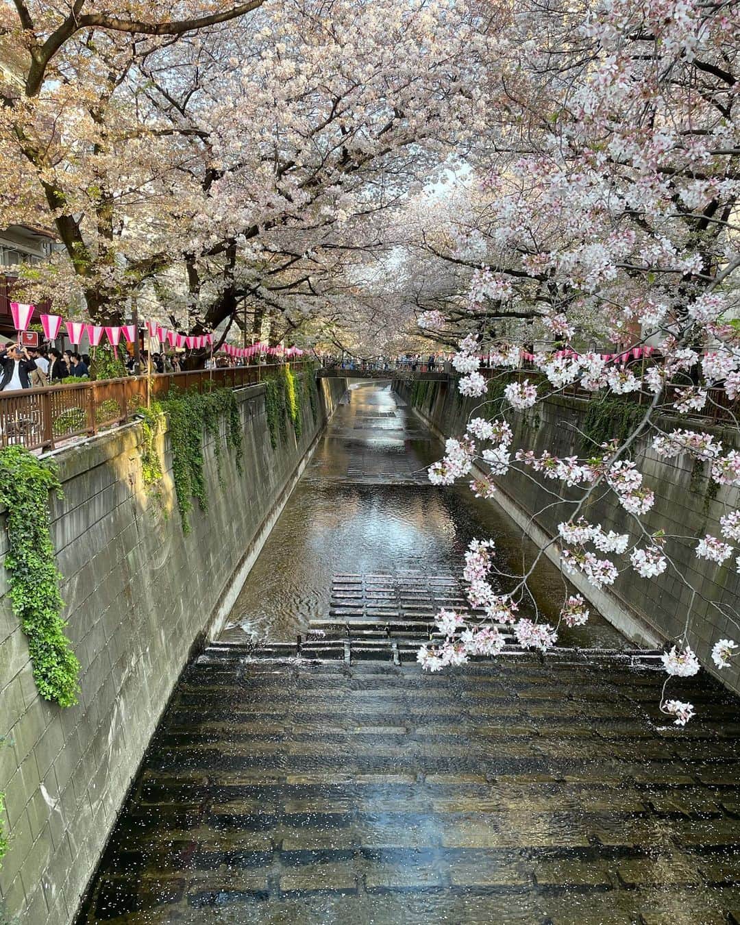 森谷花香のインスタグラム：「お花見してきた🌸 去年はお花見出来なかったからリベンジ出来て嬉しい🤍」