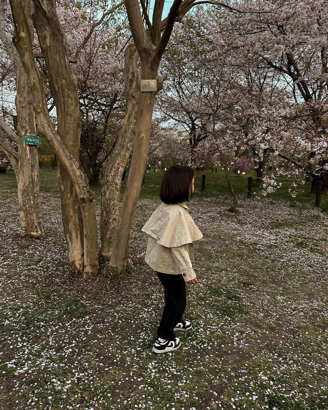 MOYAさんのインスタグラム写真 - (MOYAInstagram)「桜満開の京都🌸💭💭 子どもたちの習い事が終わって 新幹線に飛び乗ってきましたぞ🚄  やっと今年は気兼ねなく 実家に帰ることができるようになって嬉しい☺️  久しぶりに家族全員が揃って 良い時間を過ごしております😴  毎日加茂川をお散歩🚶💭 つまみ寿しを持ってお花見もできて幸🌸🍣  #京都 #帰省 #加茂川 #お花見 #春休み #kyoto」4月3日 20時21分 - moyamoya2121