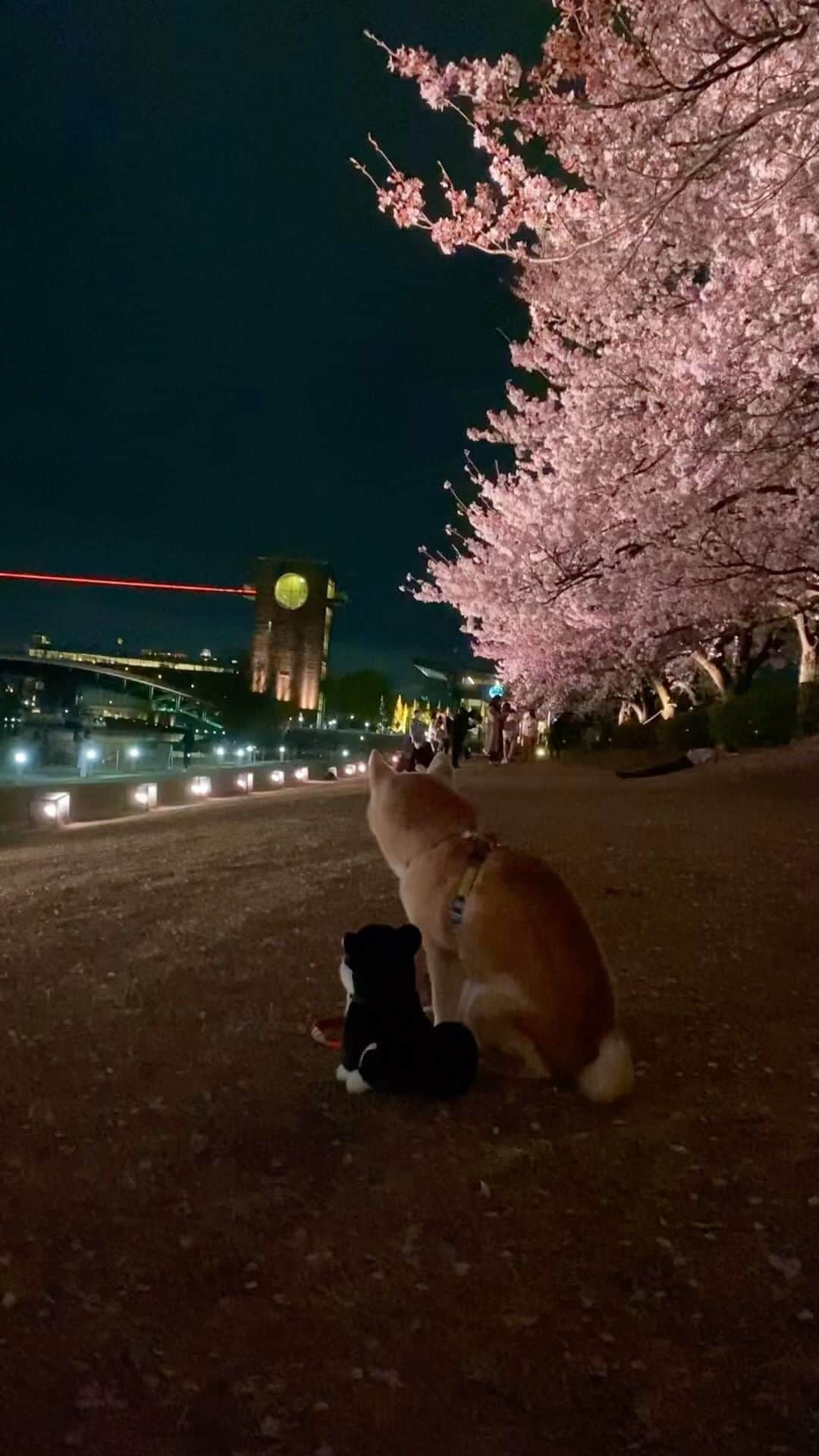 柴犬 けんしろう ゆりあのインスタグラム