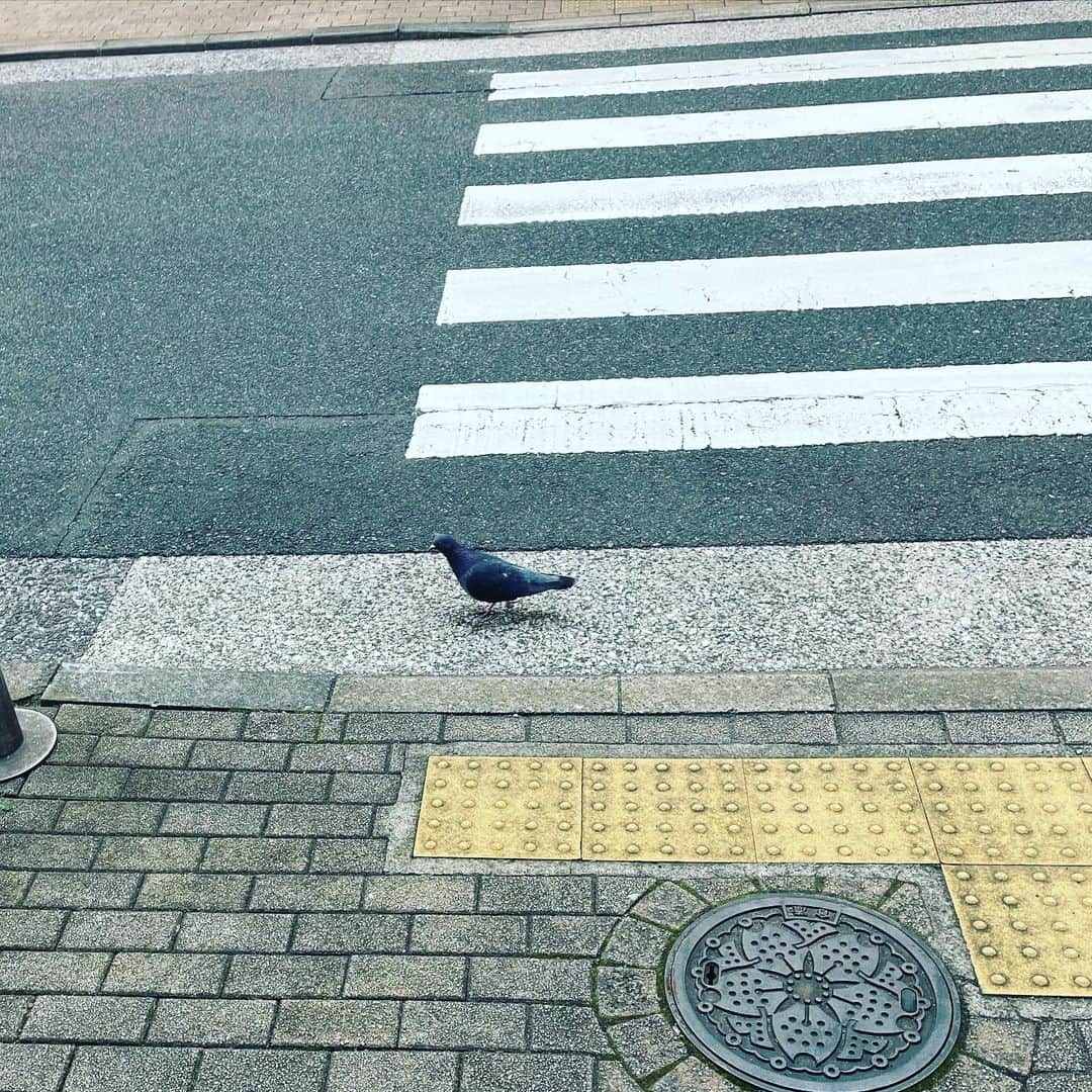 田中卓志さんのインスタグラム写真 - (田中卓志Instagram)「ハトが早歩きでどこかに急いでました😧」4月3日 20時32分 - ungirls_tanaka