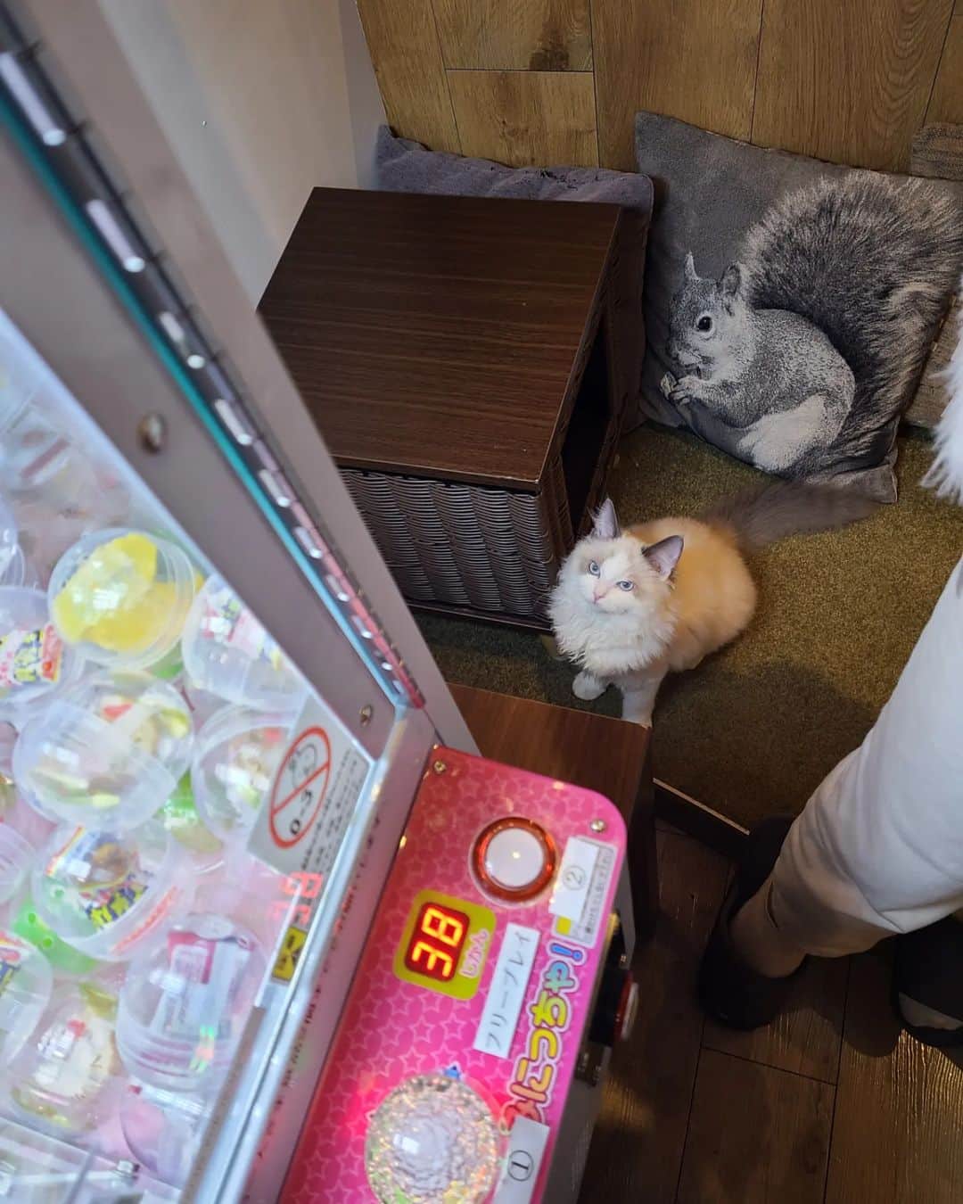 三宅裕子さんのインスタグラム写真 - (三宅裕子Instagram)「猫カフェ ＭＯＣＨＡ 𓃠𓈒 𓂂 ⁡ ⁡池袋東口店 ⁡⁡⁡⁡@mocha.ikebukuroeast  諸事情により時差投稿になりました🙏💦  映画 #長ぐつをはいたネコ のプス👢 来店イベントがあると聞いて 娘と行ってきました♡ スワイプしてね>>>>  イベントは1日のみで 終了しています😭ごめんなさい。  久しぶりの東口店。 店舗によってまた雰囲気が違うのが モカのいいところ。 東口の客層は少し大人な感じ✨  猫ちゃん達はプスをじーっと見ていて 可愛すぎたよ♡  ガチャガチャも久々にしてみたよ🫶 ガチャをやるときもじーっと見守ってくれてた笑  そういえば✨ 【 2023年】東京都内の猫カフェの おすすめ人気ランキング20選で、 猫カフェMOCHAがランキング1位👑  だったんだって❣️ 納得🫶と思えるくらい私はモカ🐱が大好き。  猫ちゃんの可愛さはもちろん、店内の清潔感、 広さ、アクセス、料金が◎なの。 なかなかこのバランスをとるのって難しいんじゃ？とおもう。  なのですごいなぁと改めて思うのと同時に これからも通いたいと思っています❤ https://my-best.com/6366  3月現在で全国に22店舗あるそうです🎶 ストーリーズに🔗貼るので 是非検索してみて下さいね。  私もまた行きたいと思います🐈‍⬛  最近4年前(アンバサダーになる前)に行ったモカの写真がでてきたからそれもまたpostするね♡  🎈⁡住所 東京都豊島区東池袋1-22-5 サンケエビル4F  JR池袋駅東口より徒歩3分 （1Fが回転寿司屋さんのビルです）  電話番号 0369142699  営業時間 10:00 ～ 20:00（最終入店 19:30） 定休日：年中無休 予約不要、お気軽にお越しください。 中学生以上入場可能です。  ⁡詳しくは⁡👇👇👇 ⁡@catcafemocha⁡ ⁡@mocha.ikebukuroeast ⁡⁡ ⁡⁡ ⁡𑁍𓏸𓈒⁡  ⁡ #猫カフェモカ⁡ ⁡ #猫カフェモカ池袋東口店⁡ ⁡ #池袋猫カフェ⁡ ⁡ #カフェ好きな人と繋がりたい⁡ ⁡ #猫カフェmocha⁡ ⁡ #猫カフェmocha公式アンバサダー  ⁡ #苺好きな人と繋がりたい⁡ ⁡⁡ #mochaおはぎ  #mochaチップ ⁡   ⁡⁡ ⁡」4月3日 20時43分 - yuko_miyake