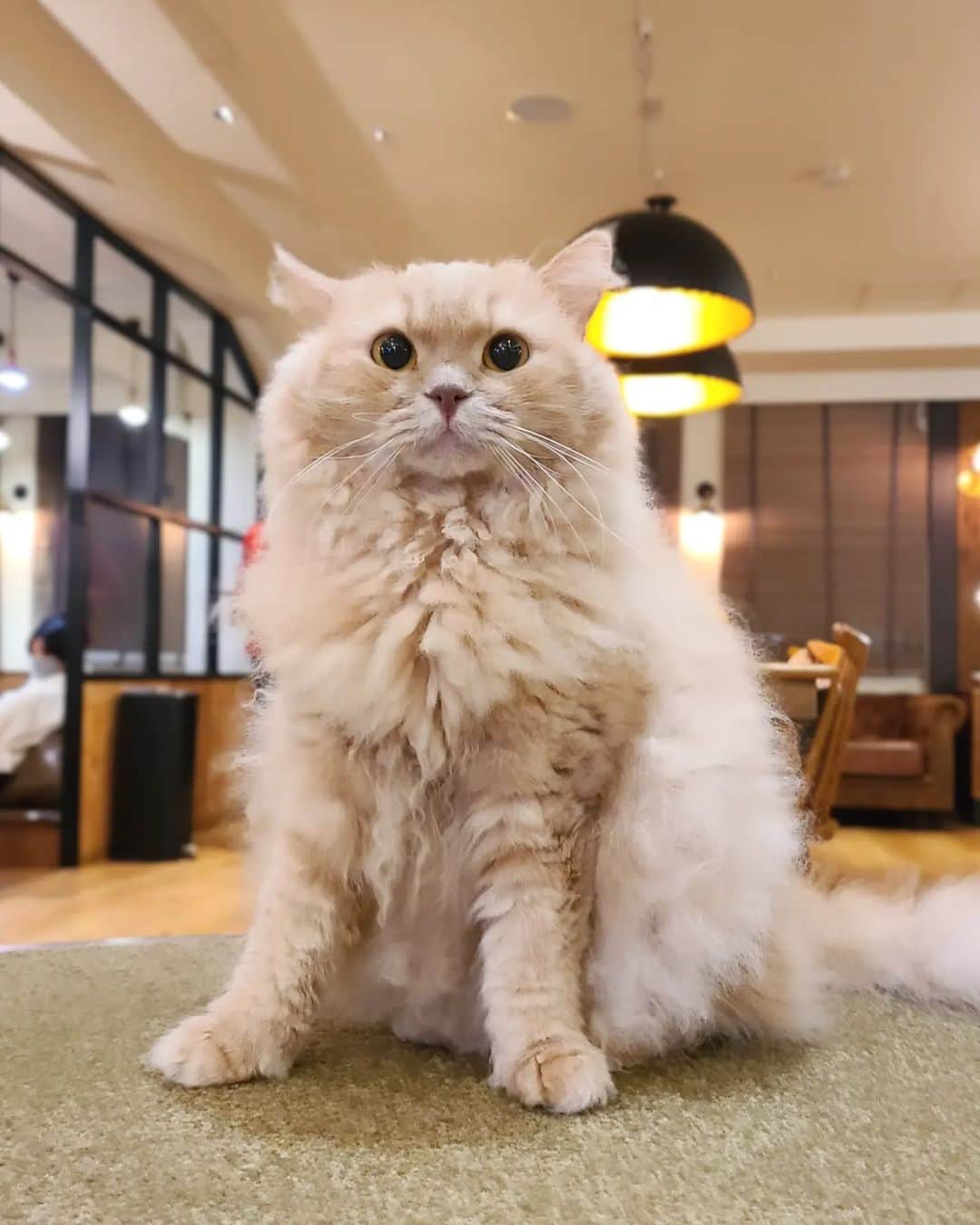 のインスタグラム：「猫カフェ ＭＯＣＨＡ 𓃠𓈒 𓂂 ⁡ ⁡池袋東口店 ⁡⁡⁡⁡@mocha.ikebukuroeast  諸事情により時差投稿になりました🙏💦  映画 #長ぐつをはいたネコ のプス👢 来店イベントがあると聞いて 娘と行ってきました♡ スワイプしてね>>>>  イベントは1日のみで 終了しています😭ごめんなさい。  久しぶりの東口店。 店舗によってまた雰囲気が違うのが モカのいいところ。 東口の客層は少し大人な感じ✨  猫ちゃん達はプスをじーっと見ていて 可愛すぎたよ♡  ガチャガチャも久々にしてみたよ🫶 ガチャをやるときもじーっと見守ってくれてた笑  そういえば✨ 【 2023年】東京都内の猫カフェの おすすめ人気ランキング20選で、 猫カフェMOCHAがランキング1位👑  だったんだって❣️ 納得🫶と思えるくらい私はモカ🐱が大好き。  猫ちゃんの可愛さはもちろん、店内の清潔感、 広さ、アクセス、料金が◎なの。 なかなかこのバランスをとるのって難しいんじゃ？とおもう。  なのですごいなぁと改めて思うのと同時に これからも通いたいと思っています❤ https://my-best.com/6366  3月現在で全国に22店舗あるそうです🎶 ストーリーズに🔗貼るので 是非検索してみて下さいね。  私もまた行きたいと思います🐈‍⬛  最近4年前(アンバサダーになる前)に行ったモカの写真がでてきたからそれもまたpostするね♡  🎈⁡住所 東京都豊島区東池袋1-22-5 サンケエビル4F  JR池袋駅東口より徒歩3分 （1Fが回転寿司屋さんのビルです）  電話番号 0369142699  営業時間 10:00 ～ 20:00（最終入店 19:30） 定休日：年中無休 予約不要、お気軽にお越しください。 中学生以上入場可能です。  ⁡詳しくは⁡👇👇👇 ⁡@catcafemocha⁡ ⁡@mocha.ikebukuroeast ⁡⁡ ⁡⁡ ⁡𑁍𓏸𓈒⁡  ⁡ #猫カフェモカ⁡ ⁡ #猫カフェモカ池袋東口店⁡ ⁡ #池袋猫カフェ⁡ ⁡ #カフェ好きな人と繋がりたい⁡ ⁡ #猫カフェmocha⁡ ⁡ #猫カフェmocha公式アンバサダー  ⁡ #苺好きな人と繋がりたい⁡ ⁡⁡ #mochaおはぎ  #mochaチップ ⁡   ⁡⁡ ⁡」