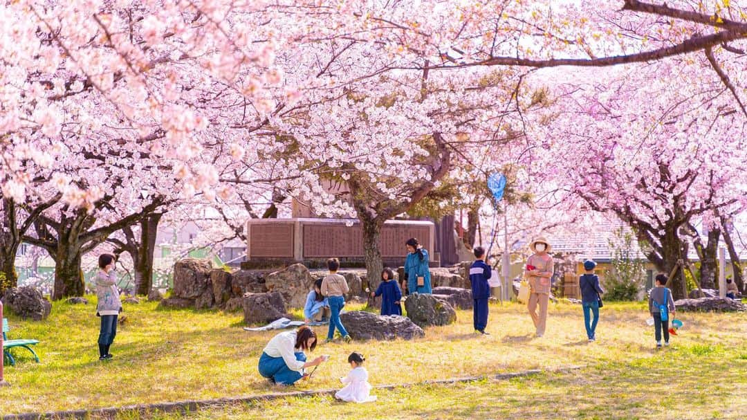 シバタカメラマンのインスタグラム：「今年も桜は綺麗でした #岐阜 #桜」
