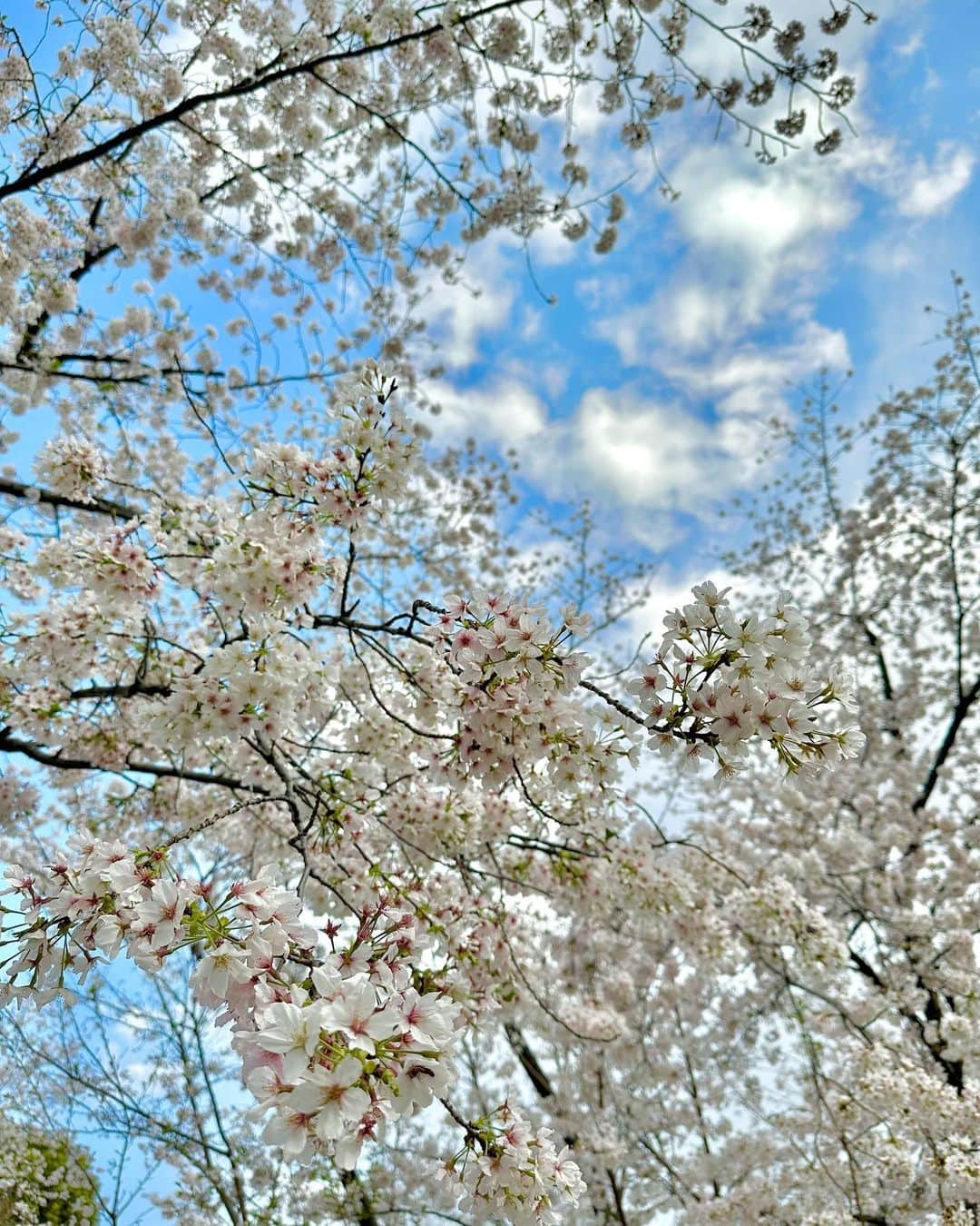 水野佐彩さんのインスタグラム写真 - (水野佐彩Instagram)「・ ハワイから帰ってきたら 桜が満開になっていた🌸🌸🌸 4年ぶりの東工大の桜🌸 本当に美しくて大好き💕 #きょうのわたちたち👩‍👧  新生活が始まった4月。 "やっと年少さん❣️イェーイ❣️👧🏽"と 日々興奮気味の娘。 健やかに新しい生活を娘が送れるよう 母も頑張ります🍀 そして私も勉強を再開✍🏻 もう少しで試験のものもあるので 気を引き締めなおそう🫶🏻」4月3日 20時38分 - saaya_mizuno
