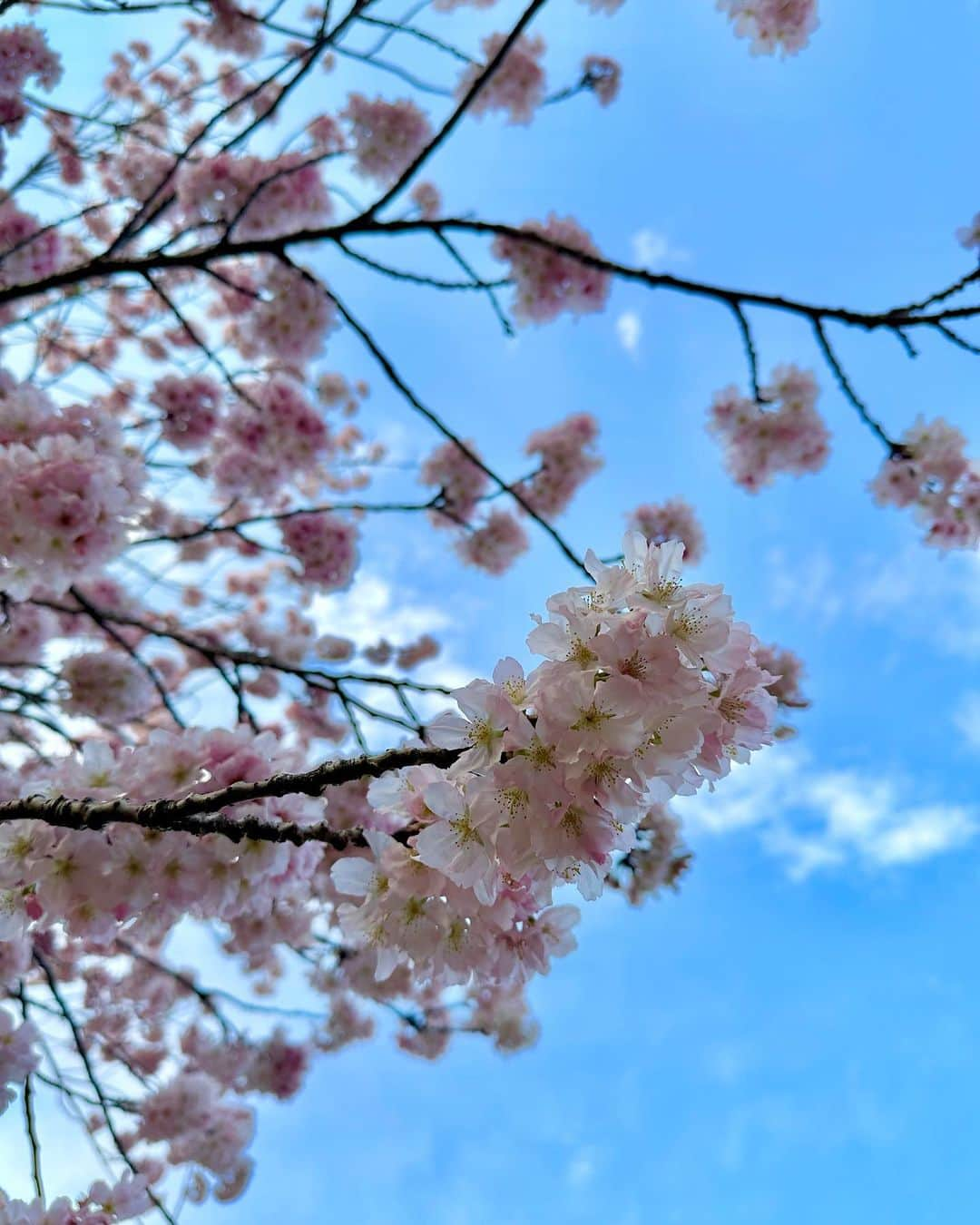 水野佐彩さんのインスタグラム写真 - (水野佐彩Instagram)「・ ハワイから帰ってきたら 桜が満開になっていた🌸🌸🌸 4年ぶりの東工大の桜🌸 本当に美しくて大好き💕 #きょうのわたちたち👩‍👧  新生活が始まった4月。 "やっと年少さん❣️イェーイ❣️👧🏽"と 日々興奮気味の娘。 健やかに新しい生活を娘が送れるよう 母も頑張ります🍀 そして私も勉強を再開✍🏻 もう少しで試験のものもあるので 気を引き締めなおそう🫶🏻」4月3日 20時38分 - saaya_mizuno