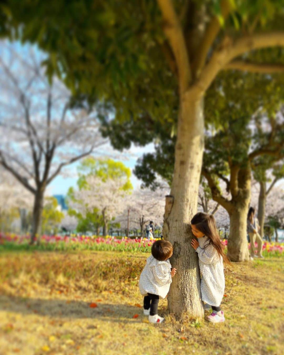 中川真依のインスタグラム：「. 大好きな春🌸  去年はベビーカーに乗ってた次女が 今年は動く動く😂😂  写真どころか 追いかけるのに必死な母でしたが、 どうしても2人の写真を撮りたくて🥺❣️  最後はお菓子で釣りながら 頑張りました🤪📸💦笑  もぉヘトヘト、、、、🫠笑 でもかわいっ🥰❣️  #spring  #sisters #favoriteseason  #🌸 #🌷 #春 #姉妹フォト #花より団子」