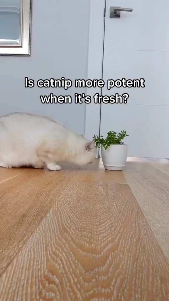 コビーのインスタグラム：「Fresh catnip hits different. Pun intended.🪟🤕」
