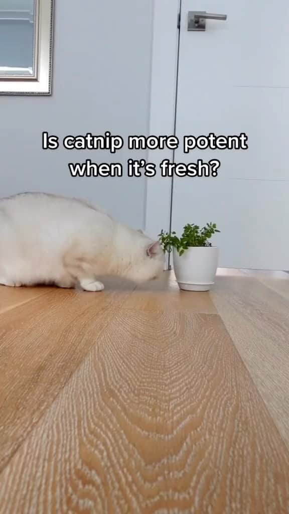 のインスタグラム：「Fresh catnip hits different. Pun intended.🪟🤕」