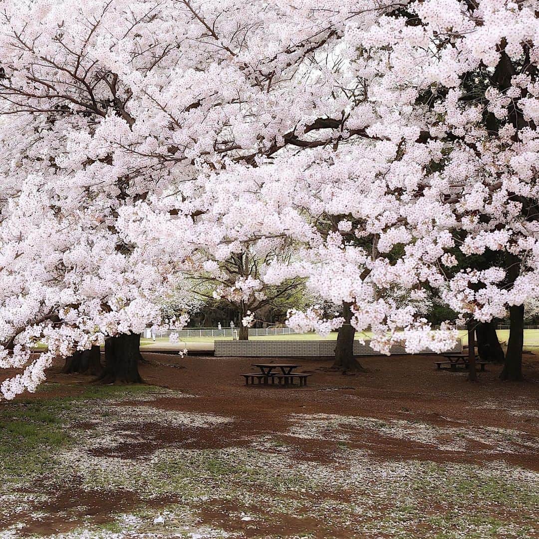 増田由希子さんのインスタグラム写真 - (増田由希子Instagram)「🌸🌸🌸 #sakura #cherryblossoms  今年の桜も見納め #また来年」4月3日 20時54分 - nonihana_