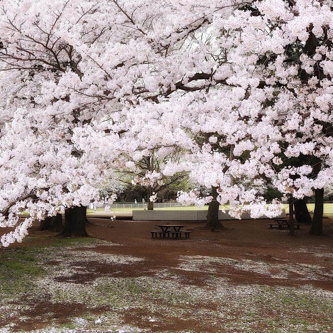 のインスタグラム：「🌸🌸🌸 #sakura #cherryblossoms  今年の桜も見納め #また来年」