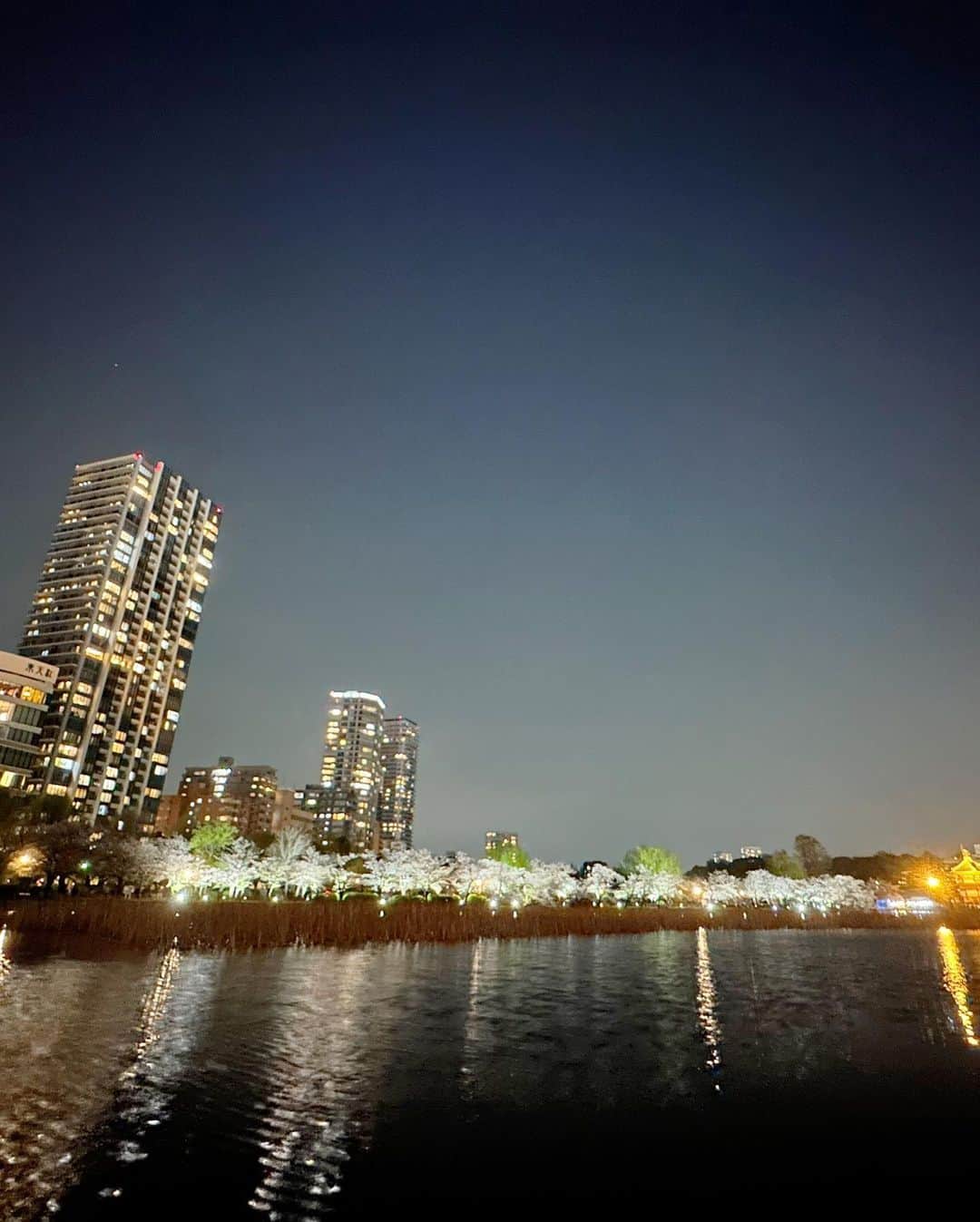 壽老麻衣さんのインスタグラム写真 - (壽老麻衣Instagram)「上野公園、夜桜散歩🌸 1枚目の写真、桜の花びらが池に浮いて、星空のようにも見えて綺麗でした🌟」4月3日 20時58分 - maijuro