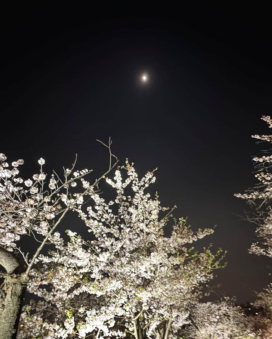 壽老麻衣さんのインスタグラム写真 - (壽老麻衣Instagram)「上野公園、夜桜散歩🌸 1枚目の写真、桜の花びらが池に浮いて、星空のようにも見えて綺麗でした🌟」4月3日 20時58分 - maijuro