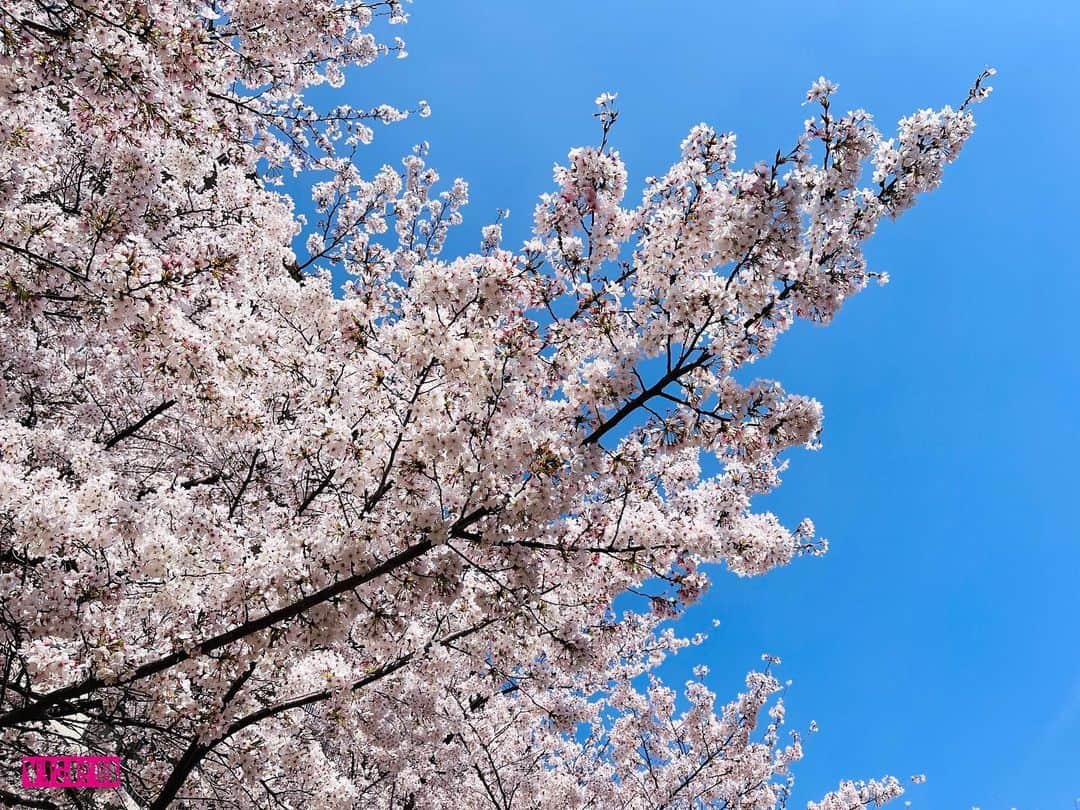 杉本なつみのインスタグラム：「#近所の桜 . . . 今日、入社式を迎えられた方、 この４月から新しい生活をスタートされる方、 おめでとうございます　　. . . 四半世紀以上前の入社式なんてほぼ忘れたな… . . . 会社横の扇町公園の桜の様子をYouTubeに投稿したので よろしければご覧ください (ストーリーズのハイライトにリンク貼ってます)　　. . . . . #桜 #満開 #満開の桜 #サクラミチ  #벚꽃 #벚꽃구경 #오사카벚꽃 #소통 #맞팔  #cherryblossom #cherryblossoms」