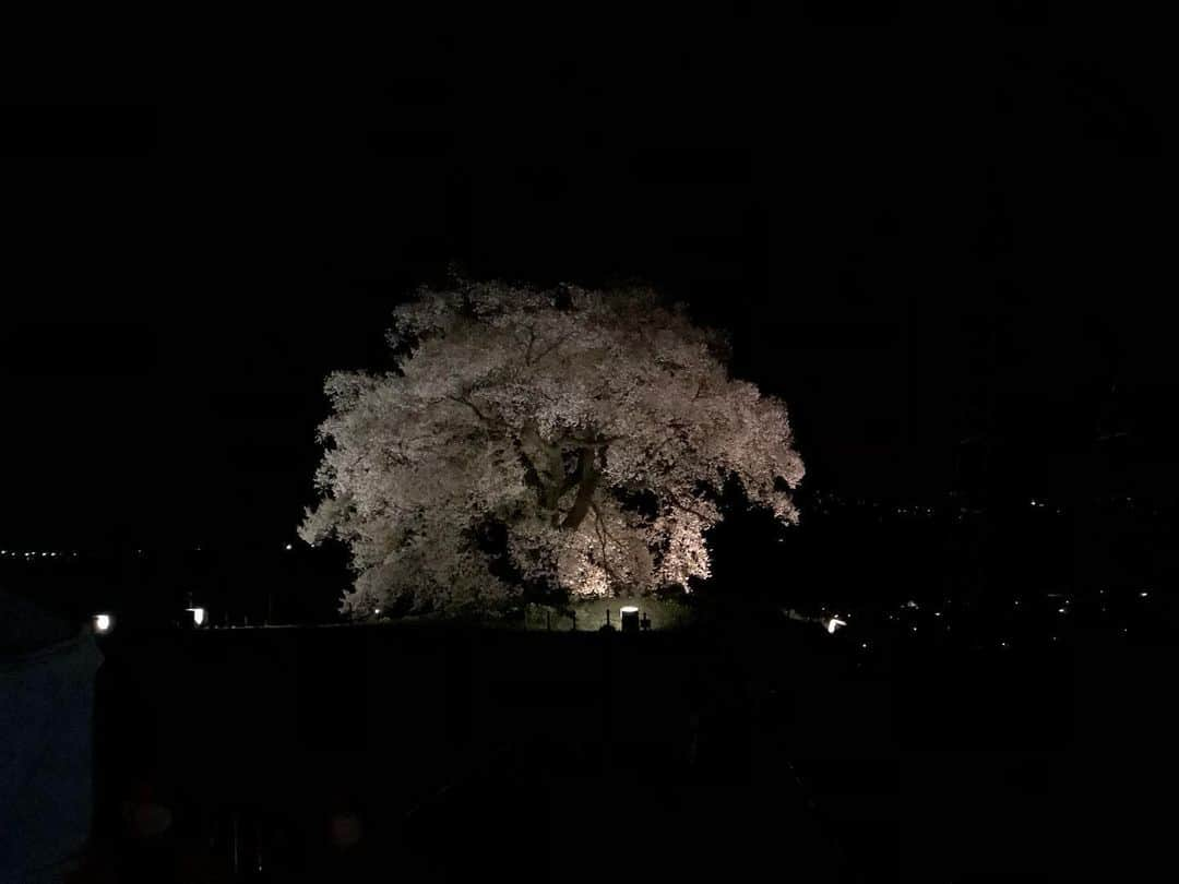 ティ・カトウさんのインスタグラム写真 - (ティ・カトウInstagram)「ティの山梨見聞録 「ワニ塚の桜」 韮崎市にある樹齢330年の桜。 夜行くとライトアップされてて、幽玄ってこういうことね！って理解できるよ。 330歳とは思えないくらい、最近見た桜の中で勢いがある桜だよ。 現世を生きてるうちに一度はどーぞ。  #ティの山梨見聞録 #桜スポット #わにづかの桜 #チーキーズ #農家になるまで #あと #28日」4月3日 21時10分 - tea_kato