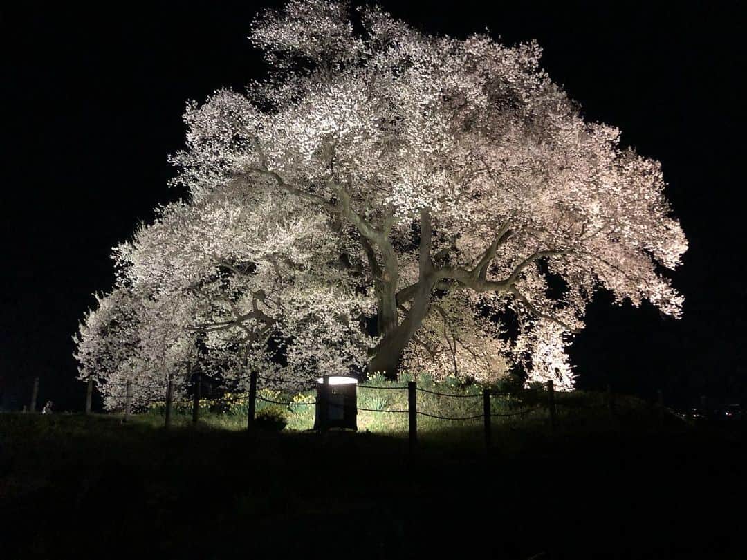 ティ・カトウさんのインスタグラム写真 - (ティ・カトウInstagram)「ティの山梨見聞録 「ワニ塚の桜」 韮崎市にある樹齢330年の桜。 夜行くとライトアップされてて、幽玄ってこういうことね！って理解できるよ。 330歳とは思えないくらい、最近見た桜の中で勢いがある桜だよ。 現世を生きてるうちに一度はどーぞ。  #ティの山梨見聞録 #桜スポット #わにづかの桜 #チーキーズ #農家になるまで #あと #28日」4月3日 21時10分 - tea_kato
