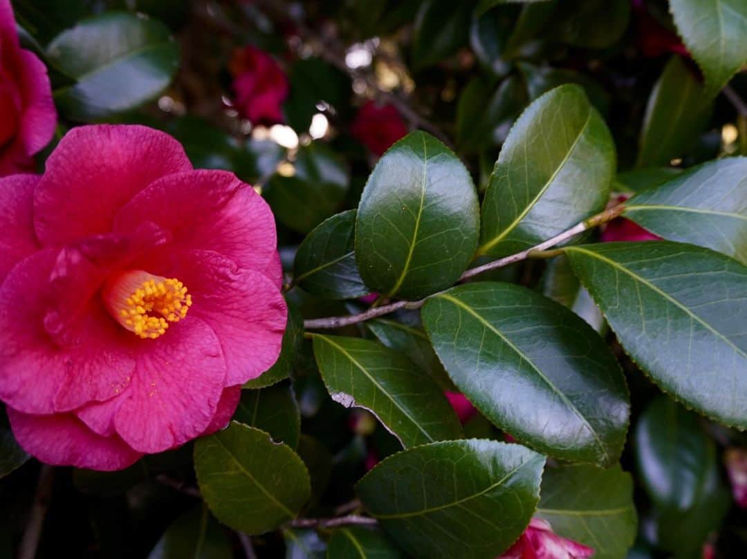 安齋星来さんのインスタグラム写真 - (安齋星来Instagram)「#seiracamera ⠀  椿の花言葉は  “You’re a flame in my heart” あなたは私の胸のなかで炎のように輝く  という意味があるそうです  ⠀ 好きなお花は薔薇と椿です🌹♥️」4月3日 21時27分 - seiraanzai