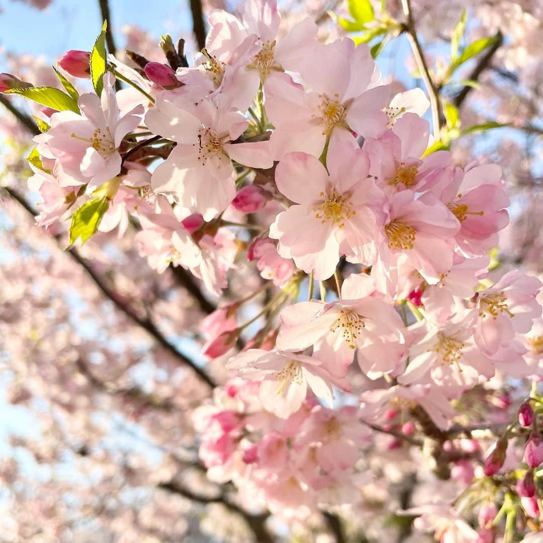 結城さなえさんのインスタグラム写真 - (結城さなえInstagram)「念願の🌸🍡  母とお花見。 今年は絶対するぞーと心に決めて、3回ほど空振りし笑、やっっと出来ました。  二人でのんびりベンチに座り、桜を楽しみながら、水筒に入れてきたあったかいお茶飲んで。あ、私はビールも笑。  道明寺食べておいなりさん食べて、、 最高にほっこりする花見ができました。  お母さん、付き合ってくれてありがとね🌸  #桜　#お花見 #満開 #道明寺　 #桜スイーツ  #花見に温かい飲み物は必須 #sakura #japan #hanami #cherryblossom  #attheirbest #2023」4月3日 21時27分 - yuukisanae