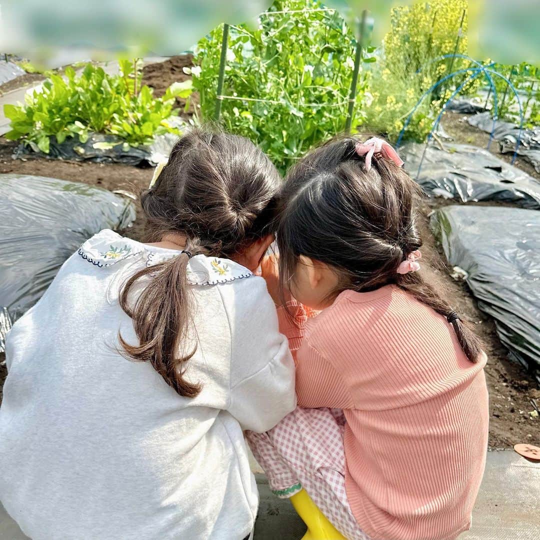 しゅんのインスタグラム：「お友達親子とシェア畑の体験会へ👩🏻‍🌾 「自分で育てた野菜を、自分で採って食べる」  食育はもちろん、“土を触る”という経験を、子供達が日常の中で出来るのがとても魅力的。前向きに検討中🩵  #シェア畑#4歳女の子#自然体験#女の子ママ#野菜作り#自然体験学習#野菜作り#家庭菜園#有機栽培」
