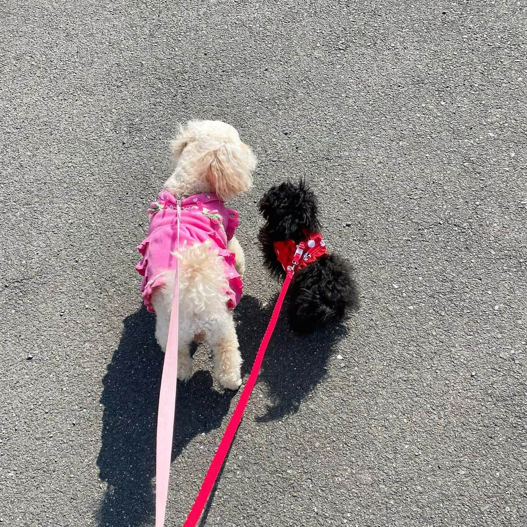 川根美優（みゆみゆ）のインスタグラム：「⁡ . みゆの宝物🐩💖🐩  Coco（8歳）女の子　クリーム🐶🎀 Laurent （6ヶ月）女の子 ブラック🐶🎀  実家わんこCocoは犬も人間も苦手でわんわん 吠えちゃうけど、Laurentだけには吠えずに優しくてお姉ちゃんしてくれて涙🥲💕  #愛犬 #愛犬バカ #トイプードル #モデル #川根美優 #みゆみゆ #黒髪 #黒髪ロング #ロングヘア #スーパーロング #黒髪ヘアスタイル  #ハッピーガール #わんちゃん #dogs #𝒉𝒂𝒑𝒑𝒚 #𝒅𝒂𝒚 #𝒉𝒂𝒊𝒓 #𝒇𝒐𝒍𝒍𝒐𝒘 #𝒇𝒐𝒍𝒍𝒐𝒘𝒎𝒆」