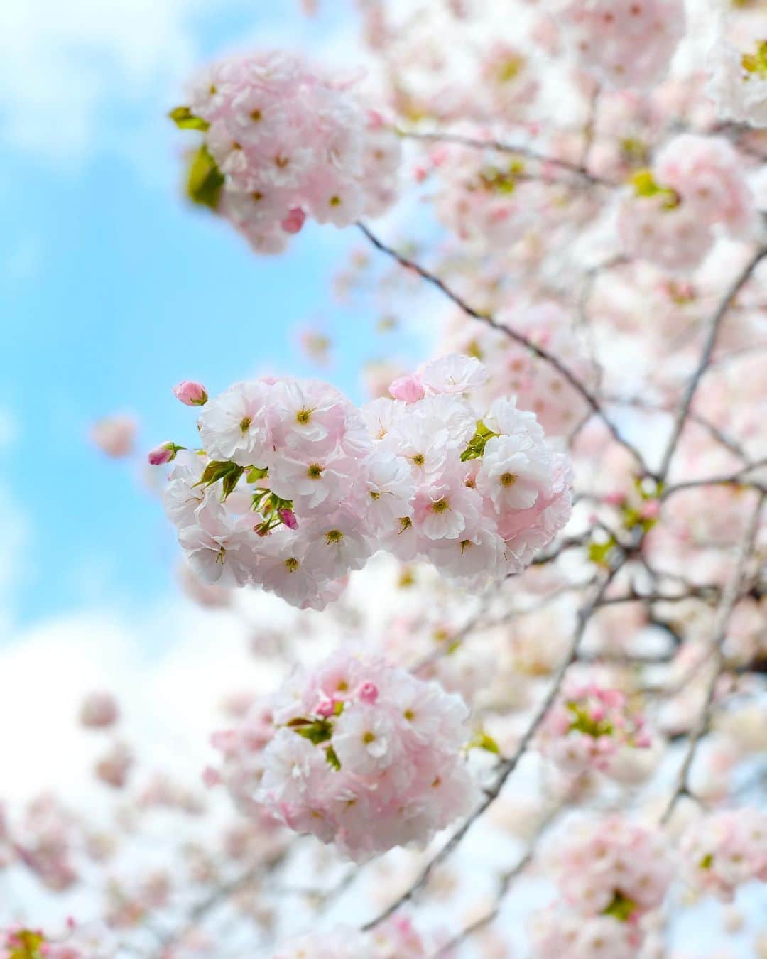 nobukoのインスタグラム：「この前見た可愛い桜🌸　なんていう種類なんだろう。  先週香港から同僚が旅行で来てくれて、コロナで毎月画面越しには会ってたけど初めて直接対面✨ランチは弾丸トークで楽しかった😊 やっぱり直接話す方がいい！ 来た時ちょうど雨だったり寒かったりだったから、こんな桜を見せてあげたかったな🥺🌸  今月末にはまた別の子がスイスから来日するので会うことに😊みんなが 日本に来たいって思ってくれてるのがうれしい✨　  #cherryblossom  #japan #桜 #綺麗だったからフィードに残しておく」