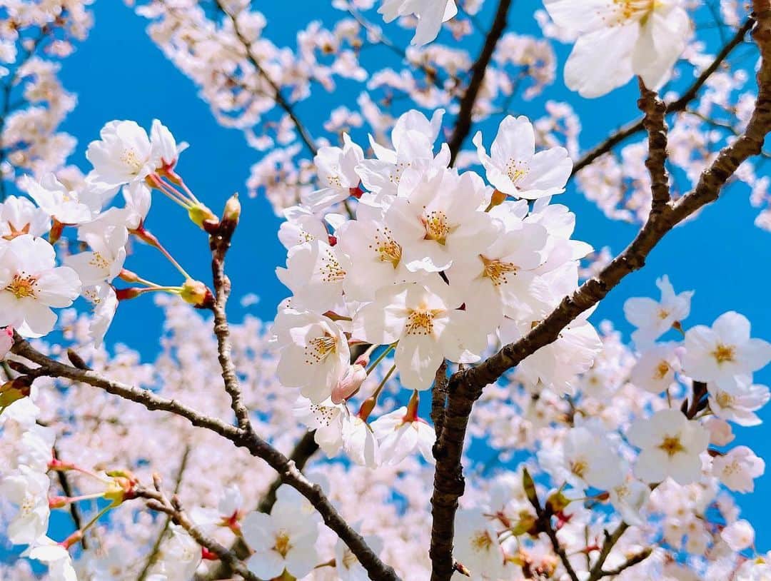 初美沙希さんのインスタグラム写真 - (初美沙希Instagram)「春🌸」4月3日 21時23分 - saki_hatsumi823